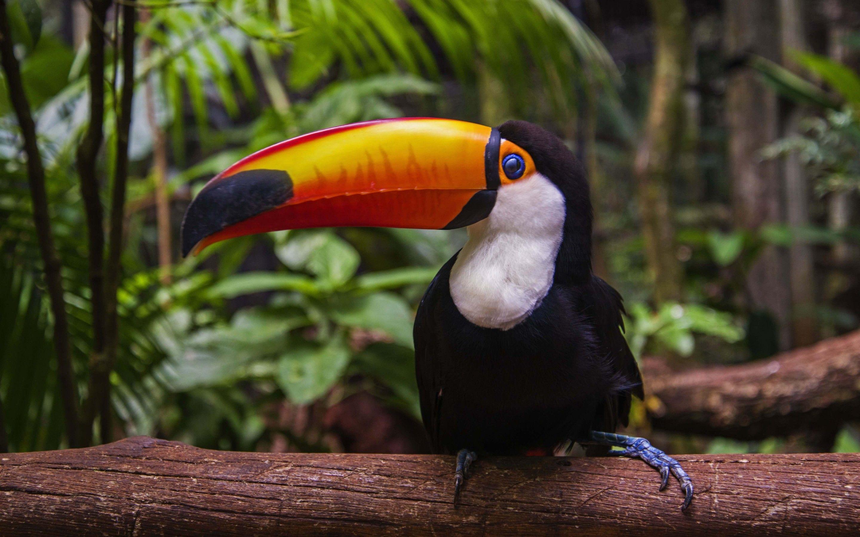 Toucan Wallpaper for Desk x 1800. Cute. Birds. Cute birds