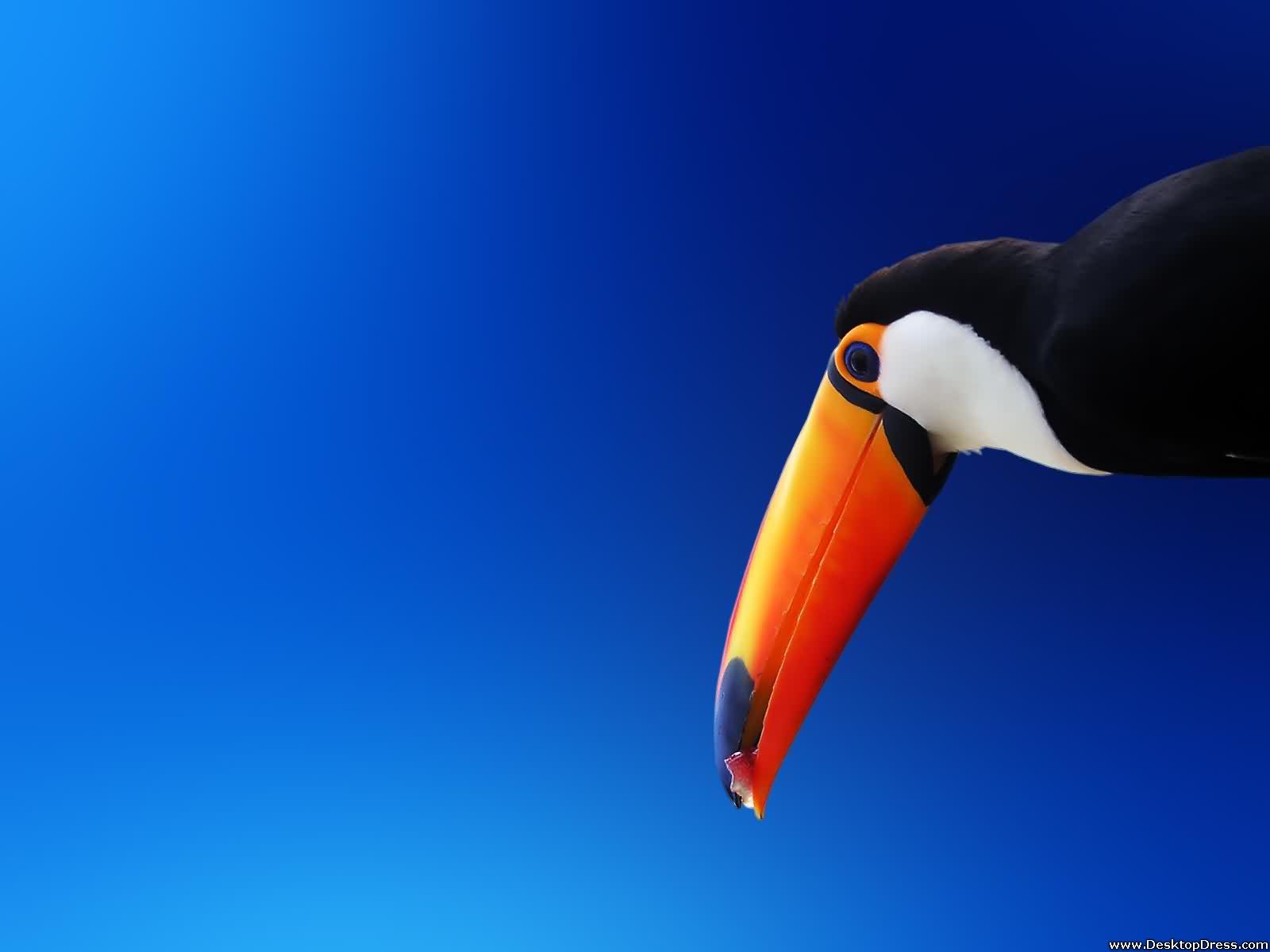 Desktop Wallpaper Animals Background Toucan