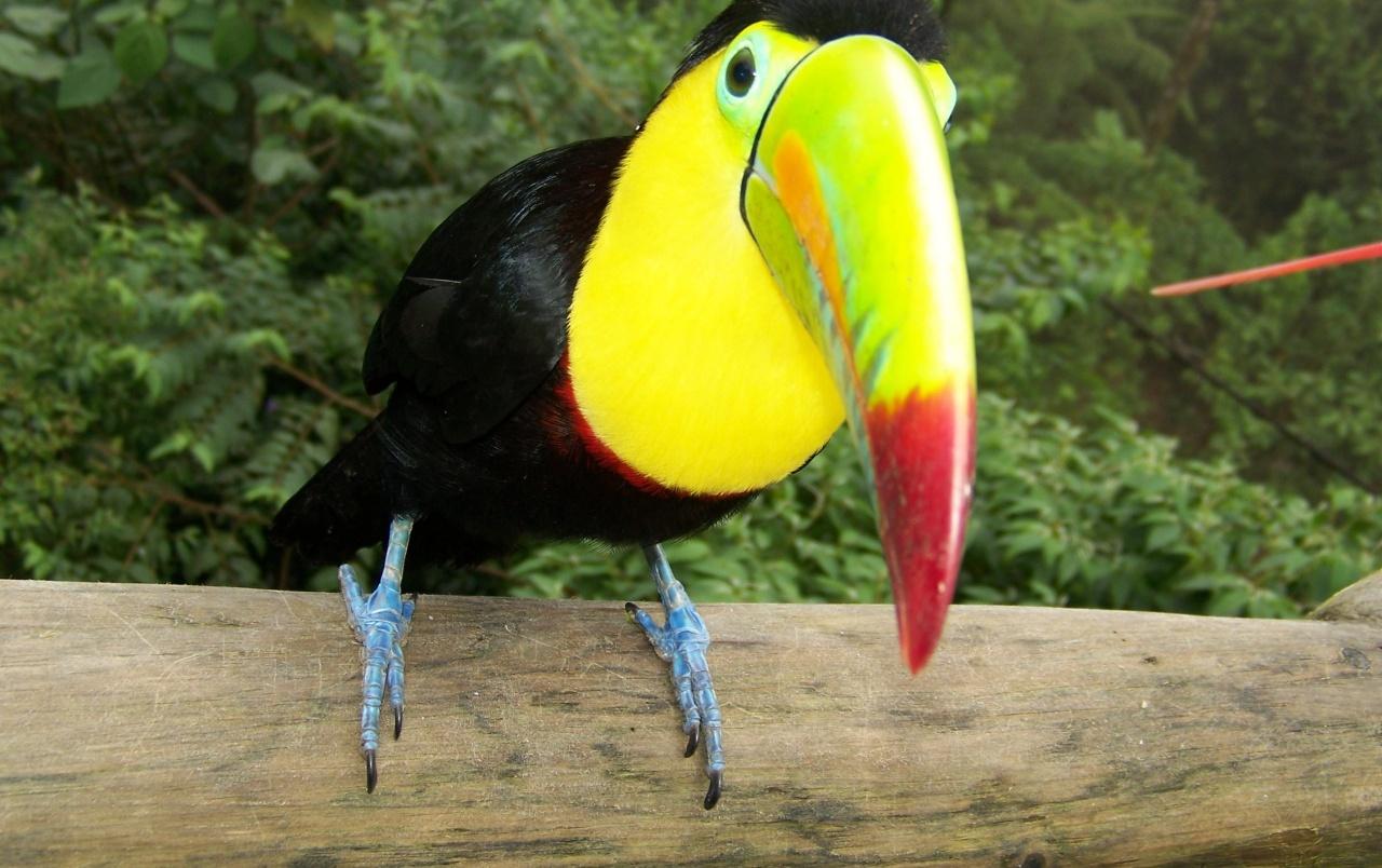 Toucan wallpaper. Toucan