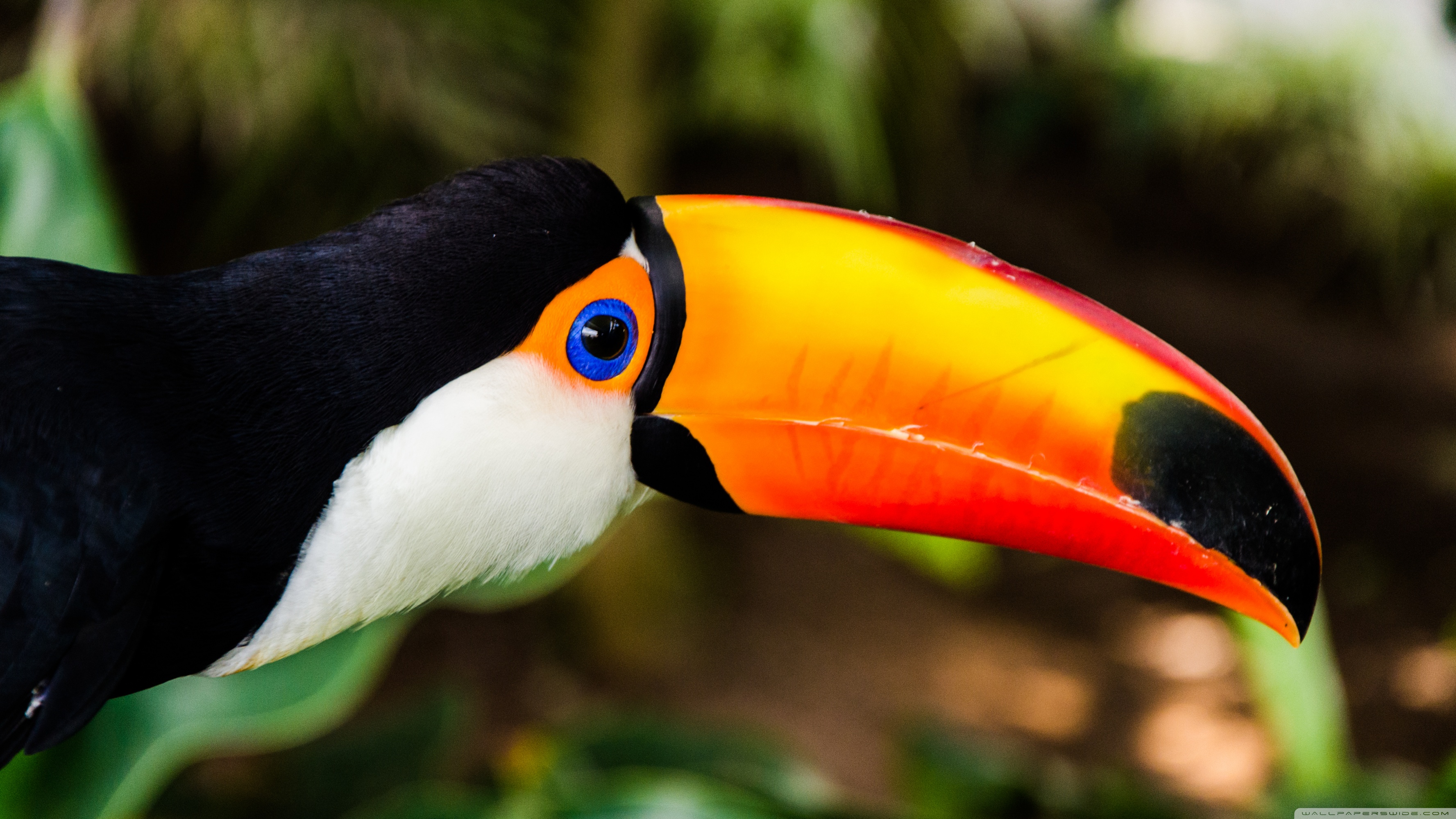 Toucan ❤ 4K HD Desktop Wallpaper for 4K Ultra HD TV • Tablet