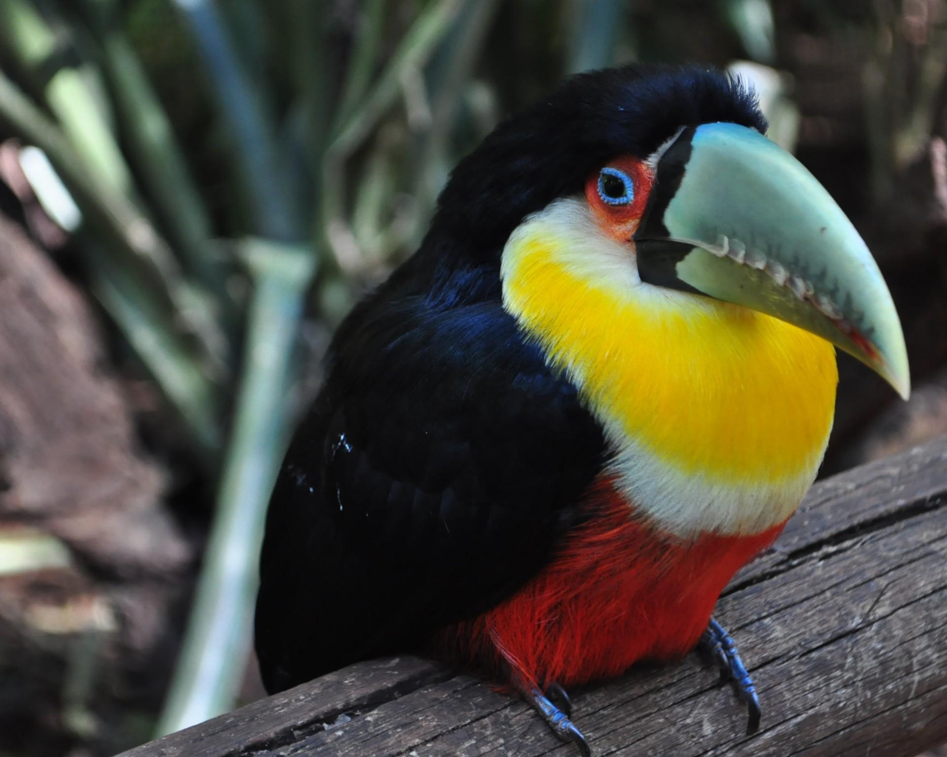 Download 1920x1536 Toucan, Beak, Bird Wallpaper