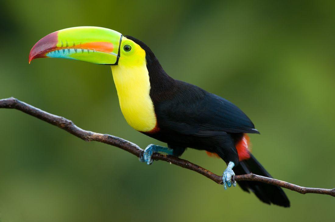 Toucan Wallpaper 45.73 Kb