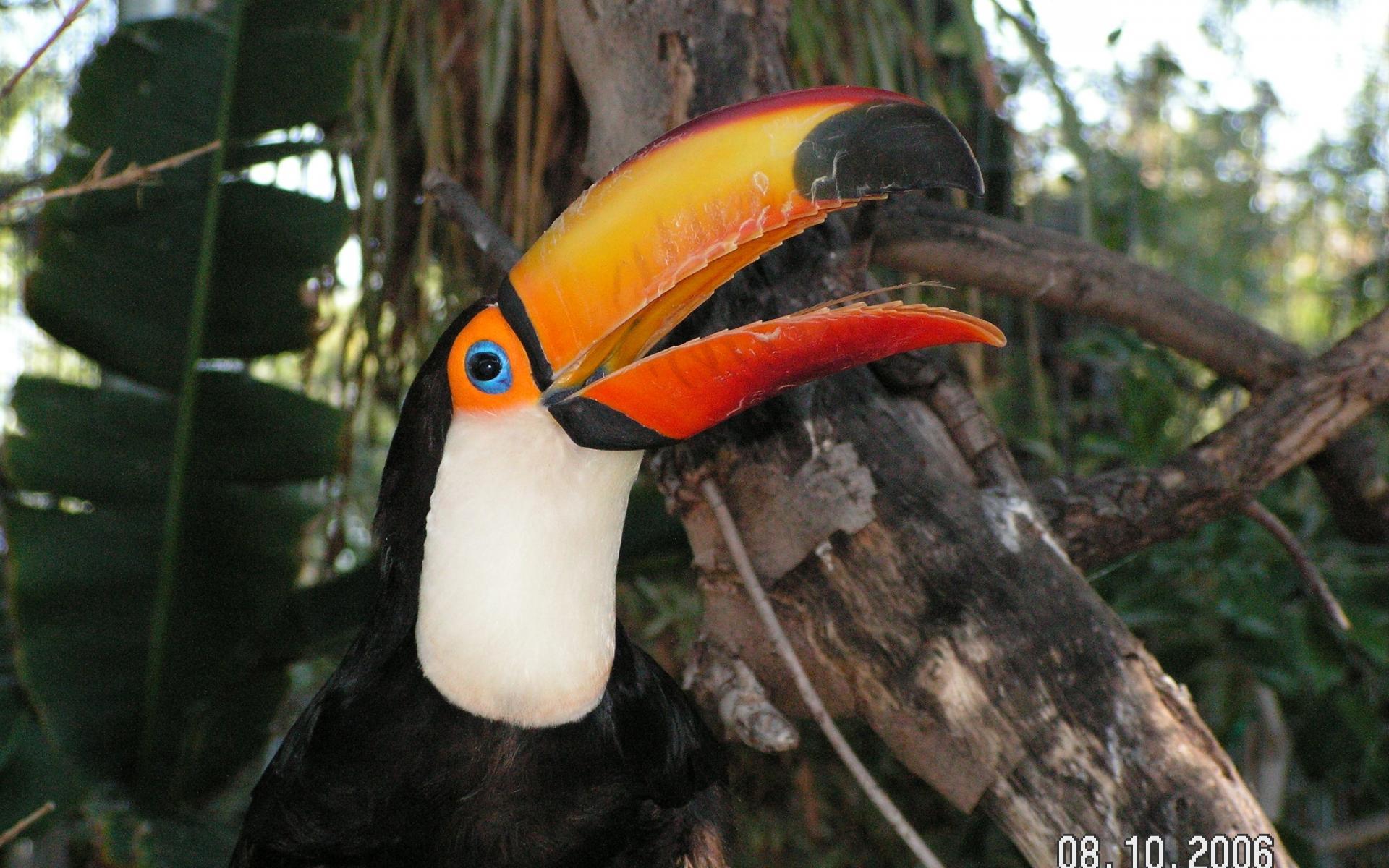 Toco toucan Wallpaper 25 X 1920