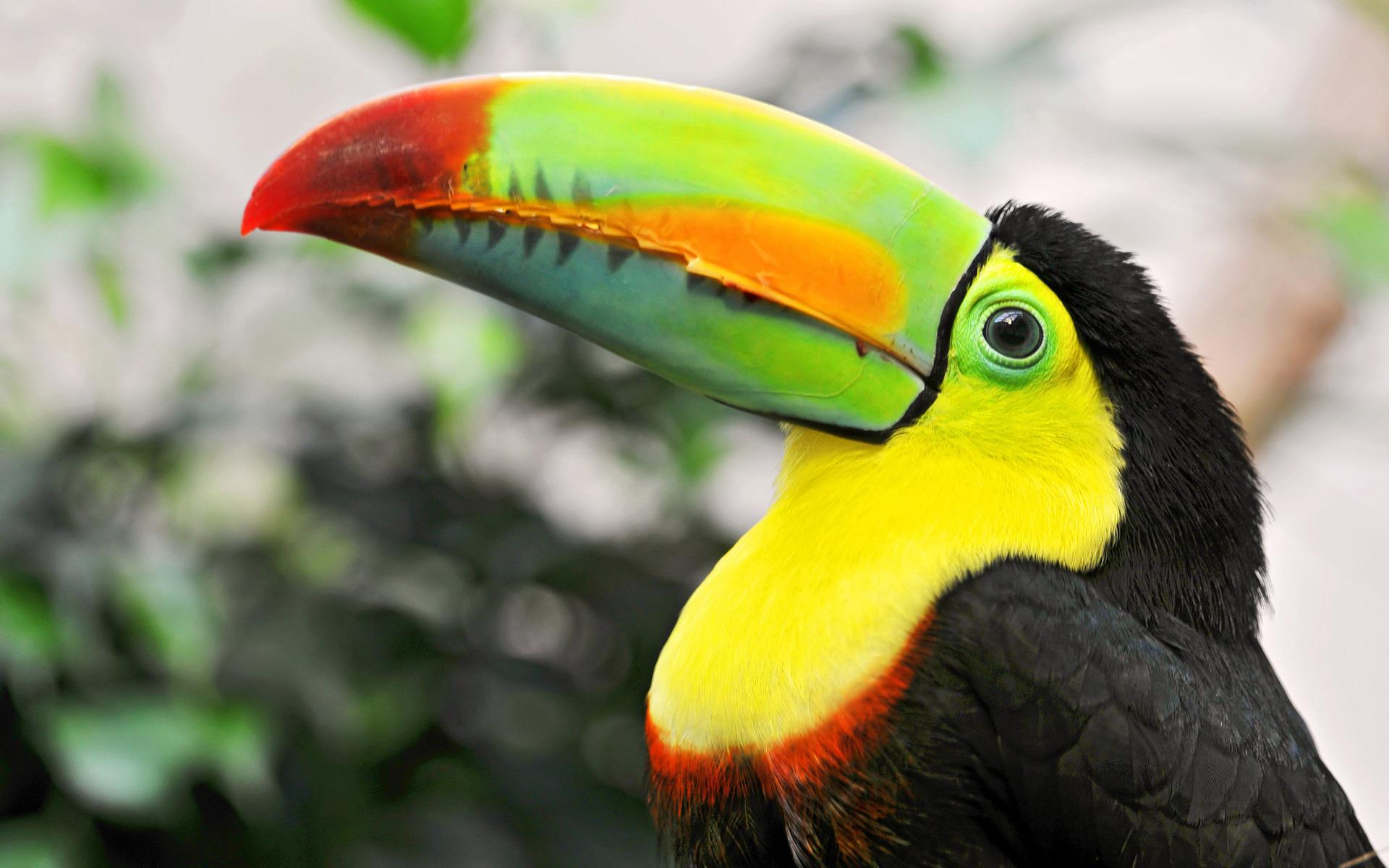 Toucan HD Wallpaper. HD Latest Wallpaper