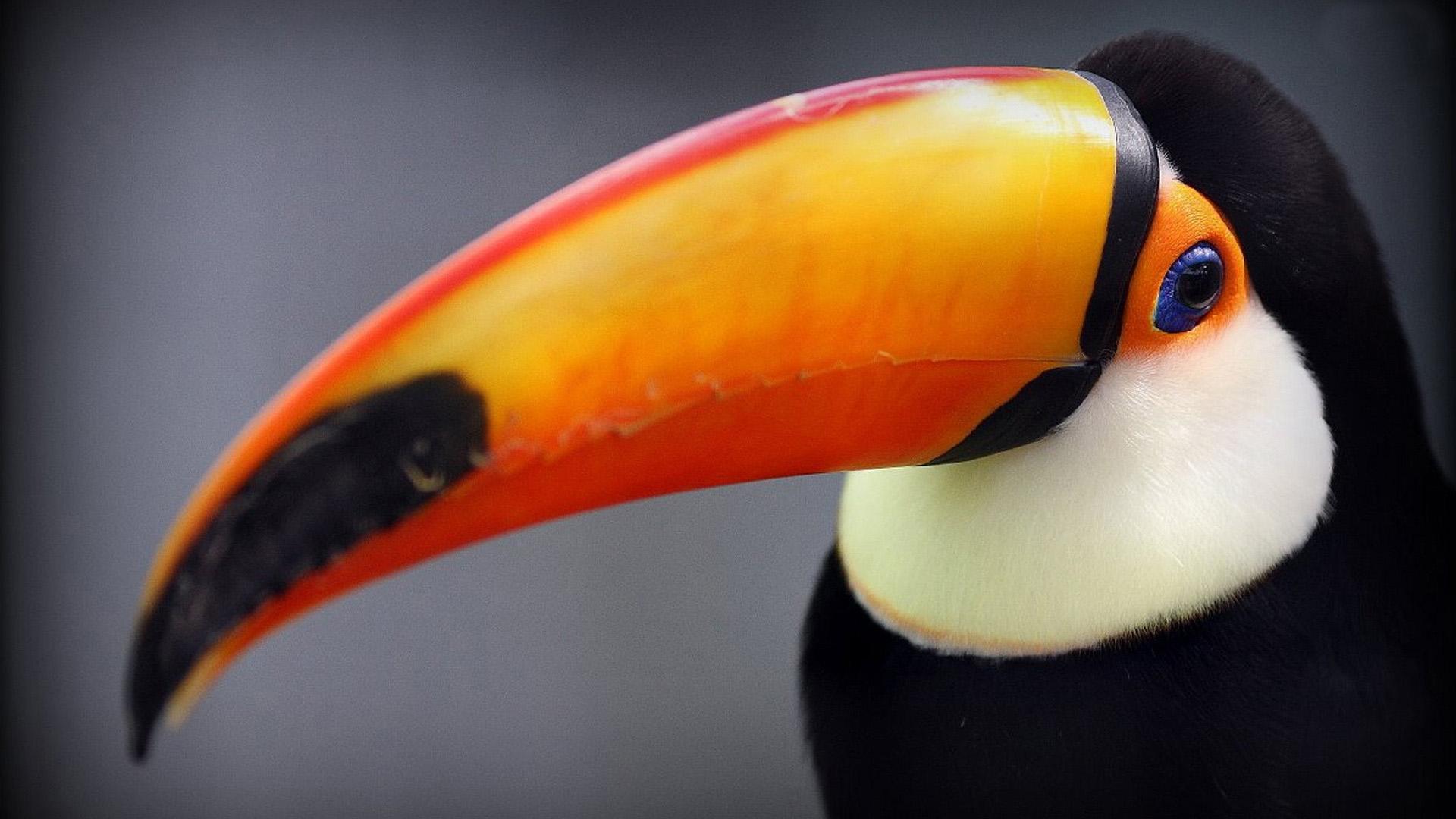 Toco Toucan HD Wallpaper