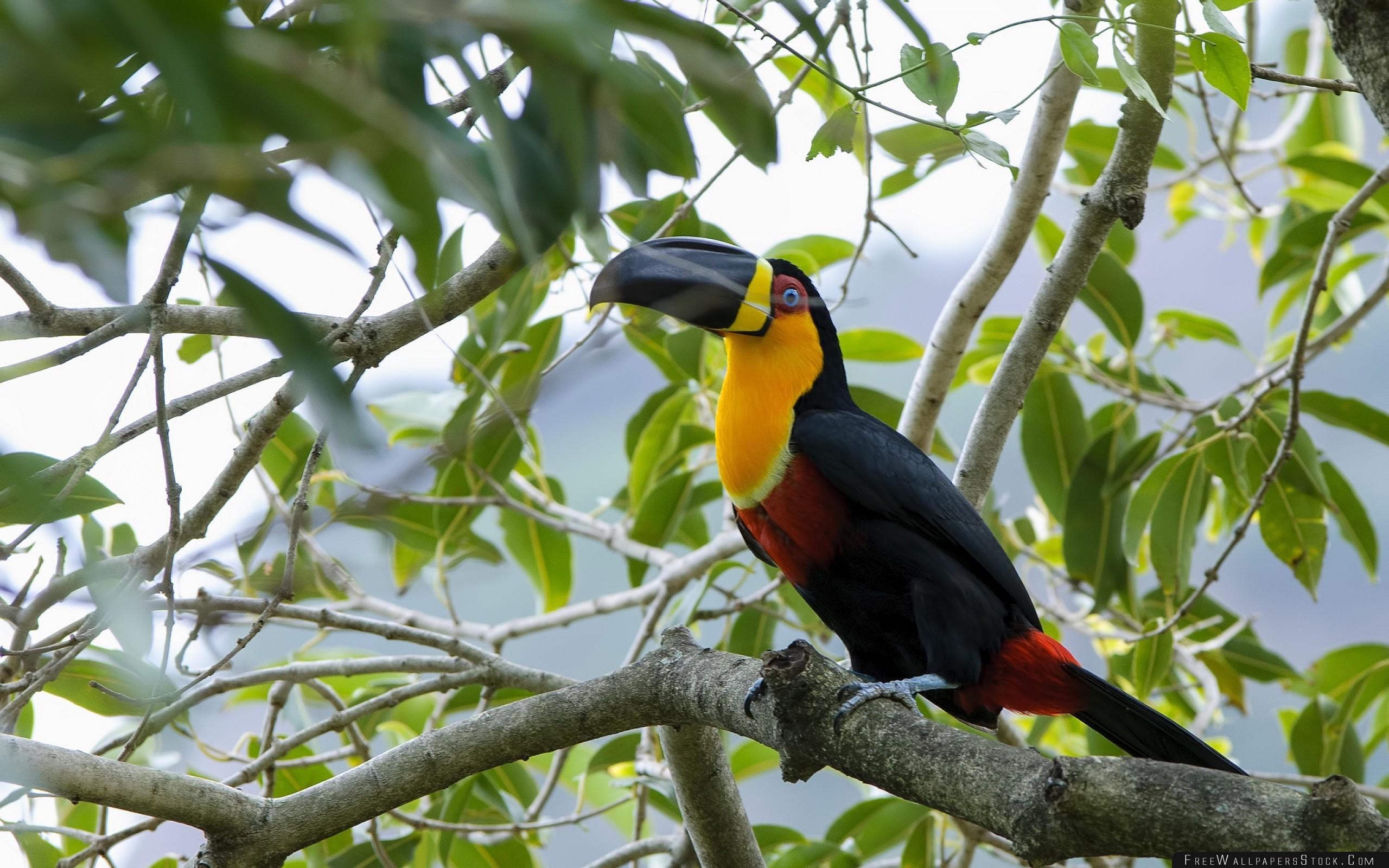 Toucan Bird Branch Beak Wallpaper