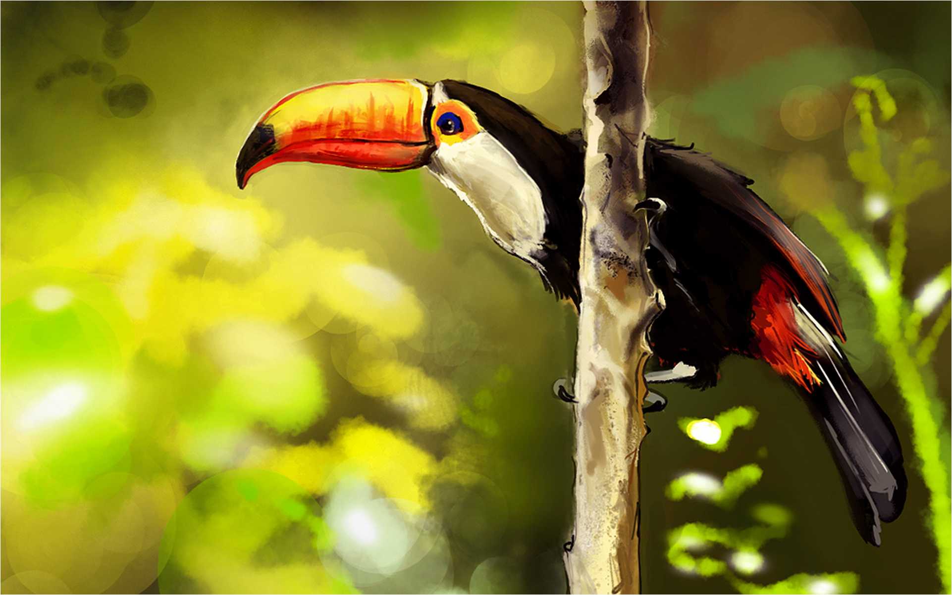 Toucan Wallpaper, Excellent HDQ Live Toucan Photo Collection 34