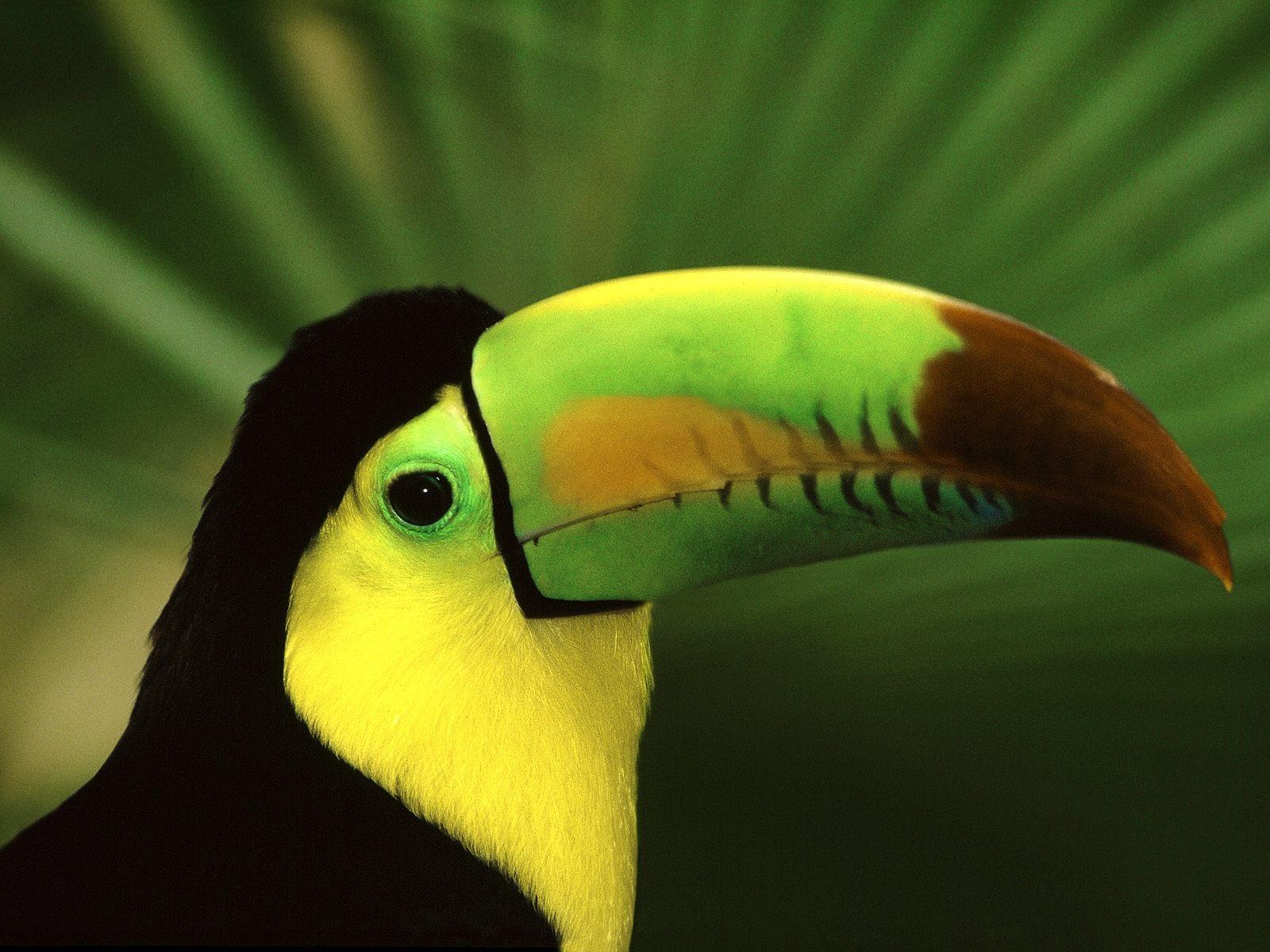 Keel Billed Toucan Wallpaper Birds Animals Wallpaper in jpg format