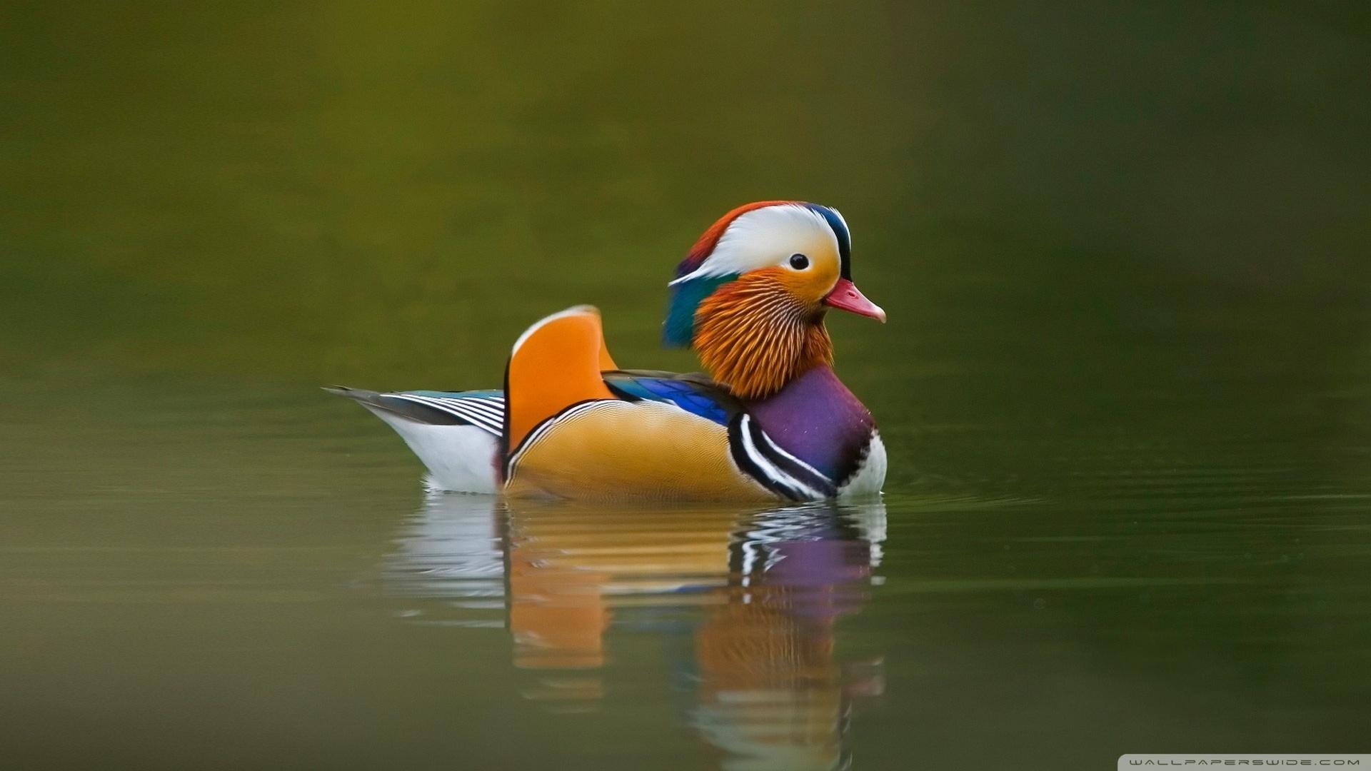 Mandarin Duck ❤ 4K HD Desktop Wallpaper for 4K Ultra HD TV • Tablet