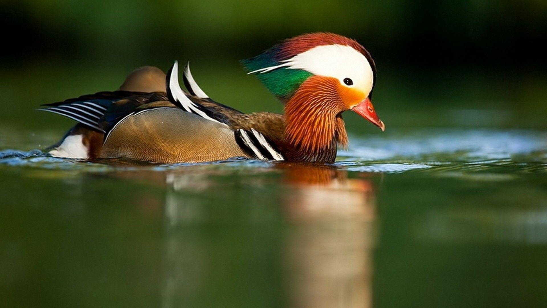 Mandarin Duck Wallpaper Mandarin Duck HD Wallpaper Mandarin Duck. Duck photo, Duck wallpaper, Animals
