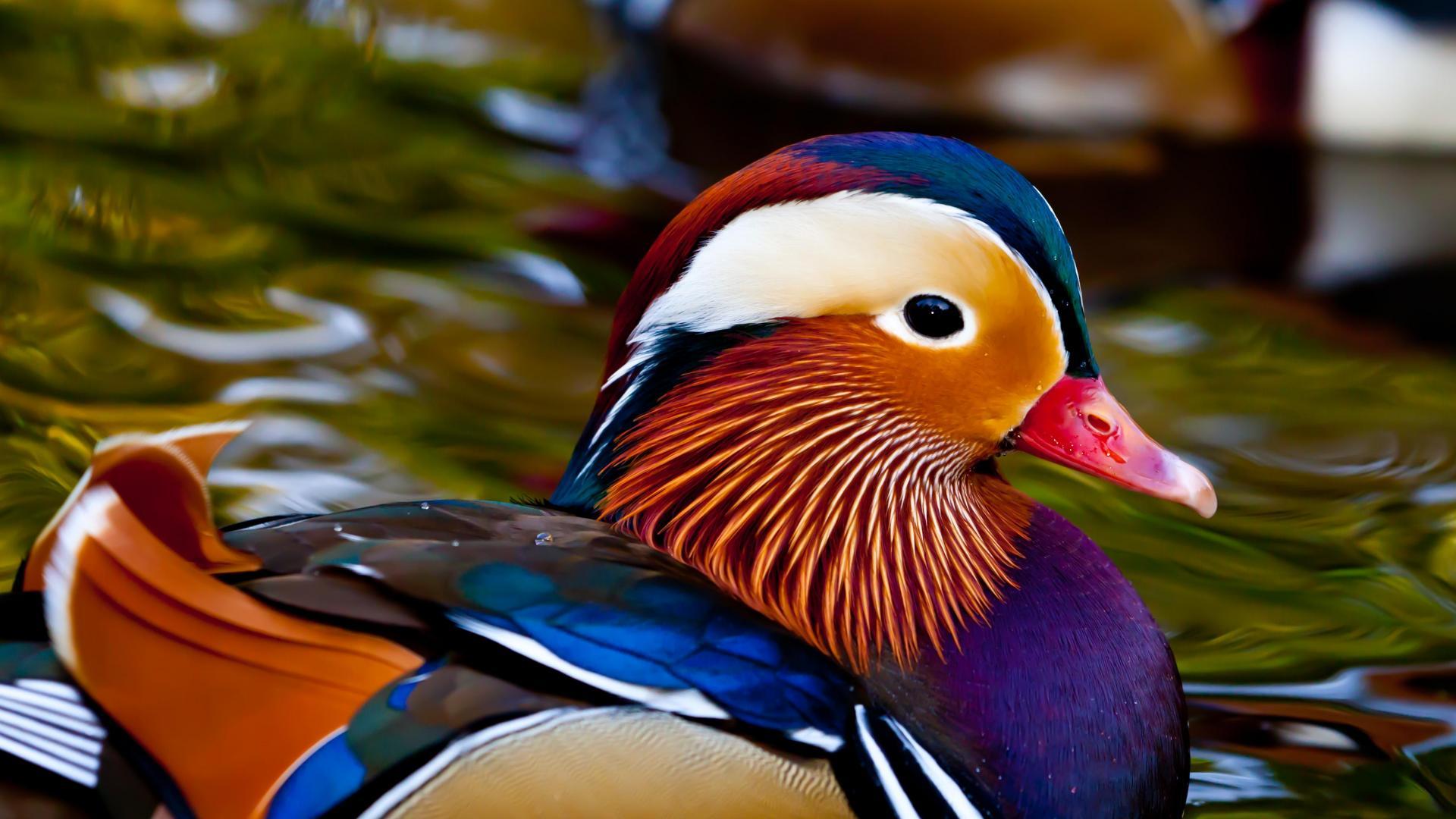 Mandarin duck wallpaperx1080
