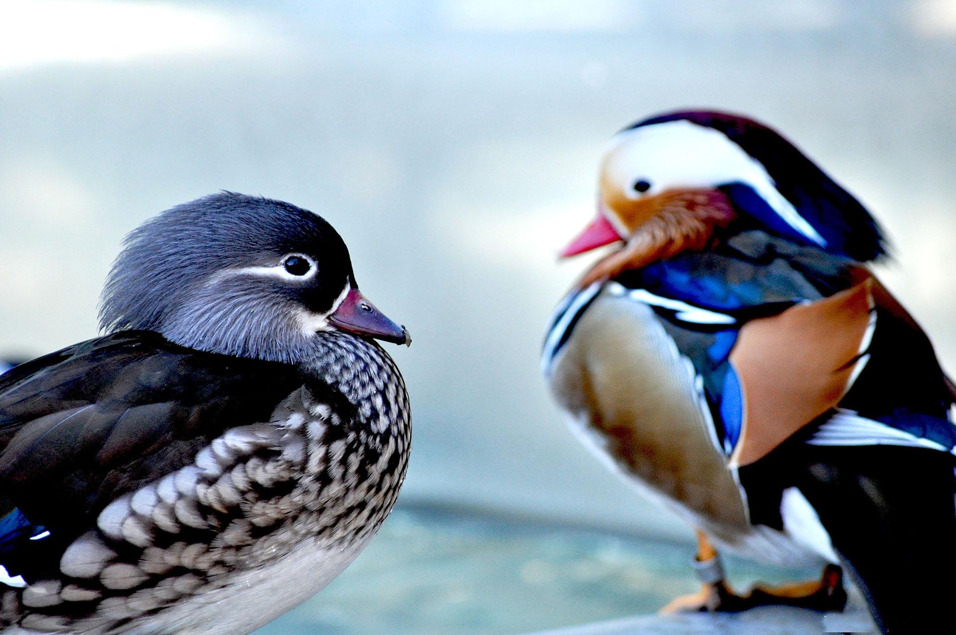 Mandarin Duck Wallpaper 9 X 1275
