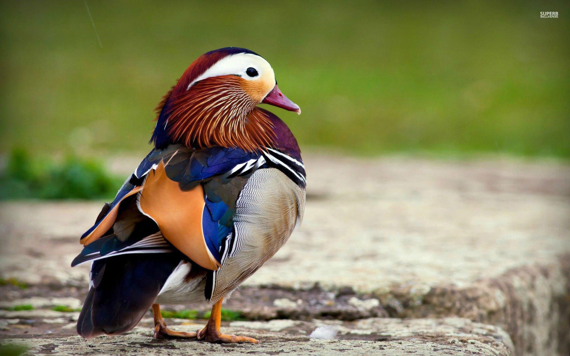 Mandarin Wallpapers - Wallpaper Cave