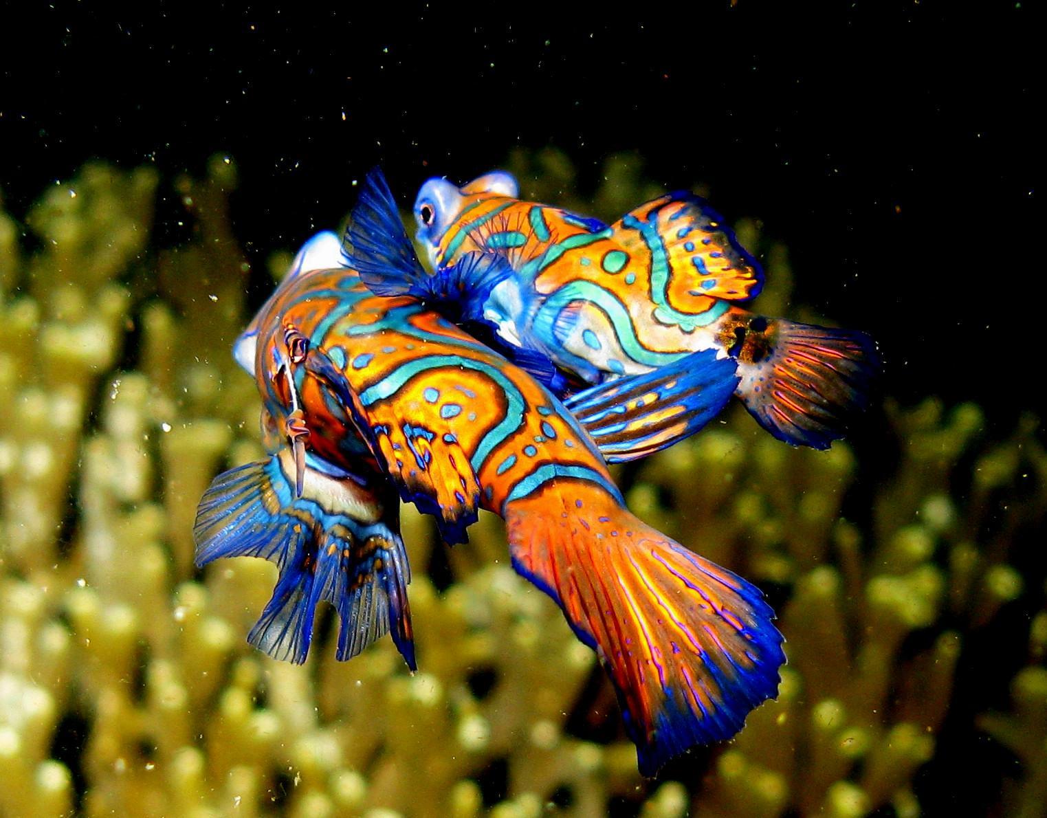 Mandarin Fish Wallpaper Mandarin Picture