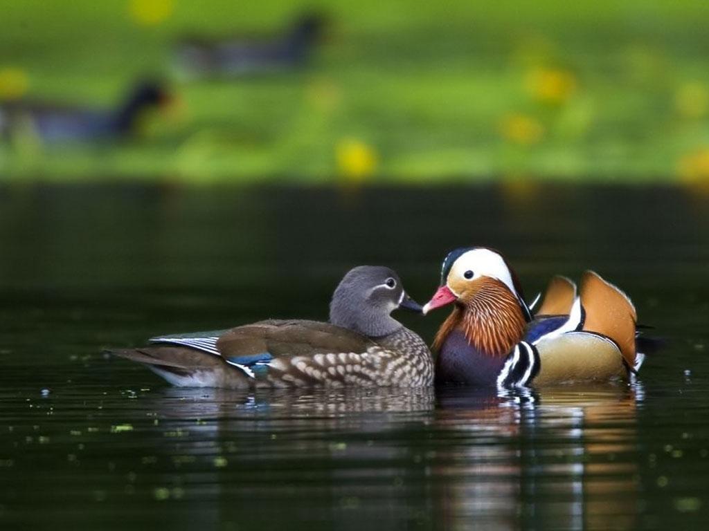 Mandarin Duck Wallpaper and Background Image