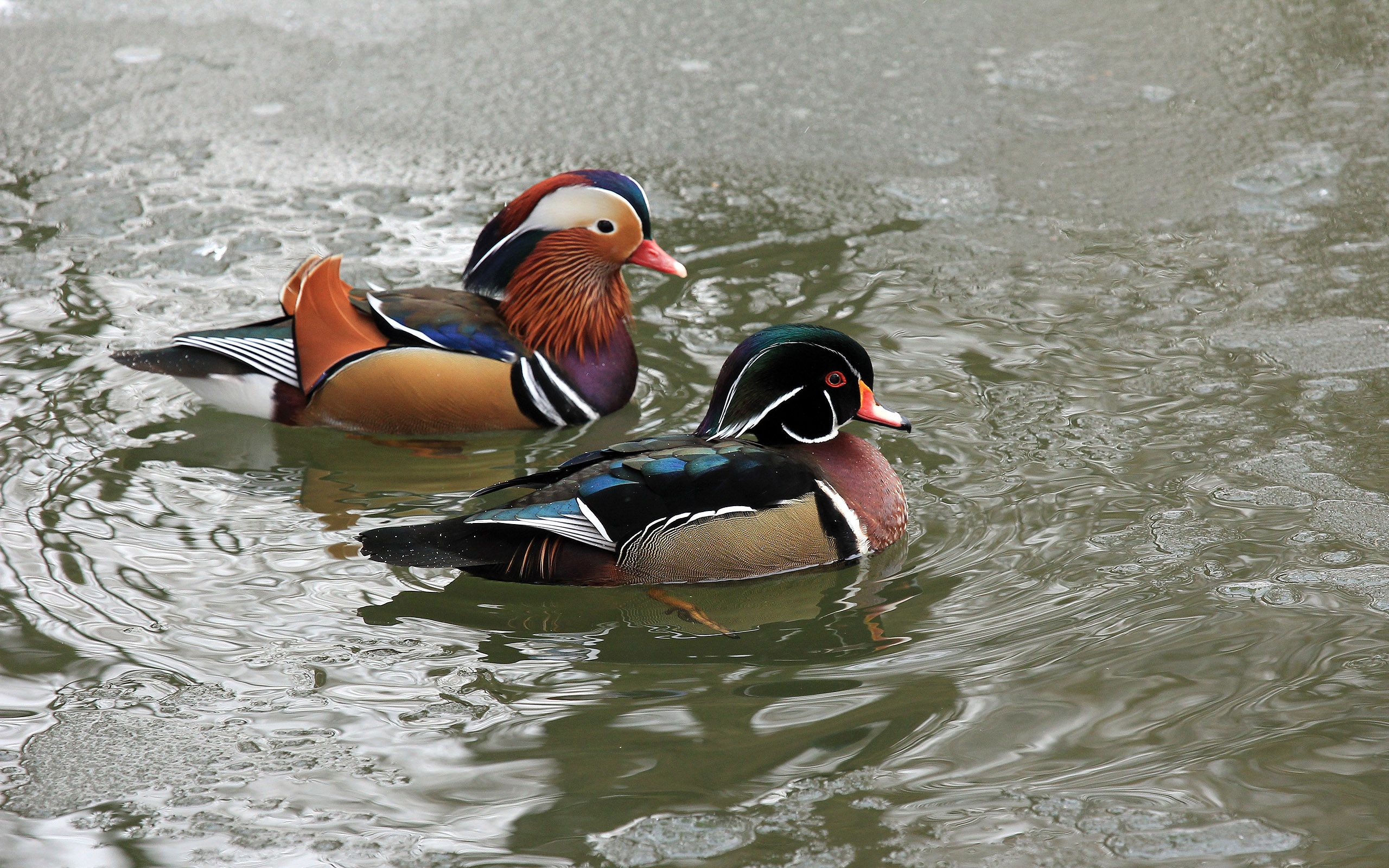 Mandarin duck bird wallpaperx1600