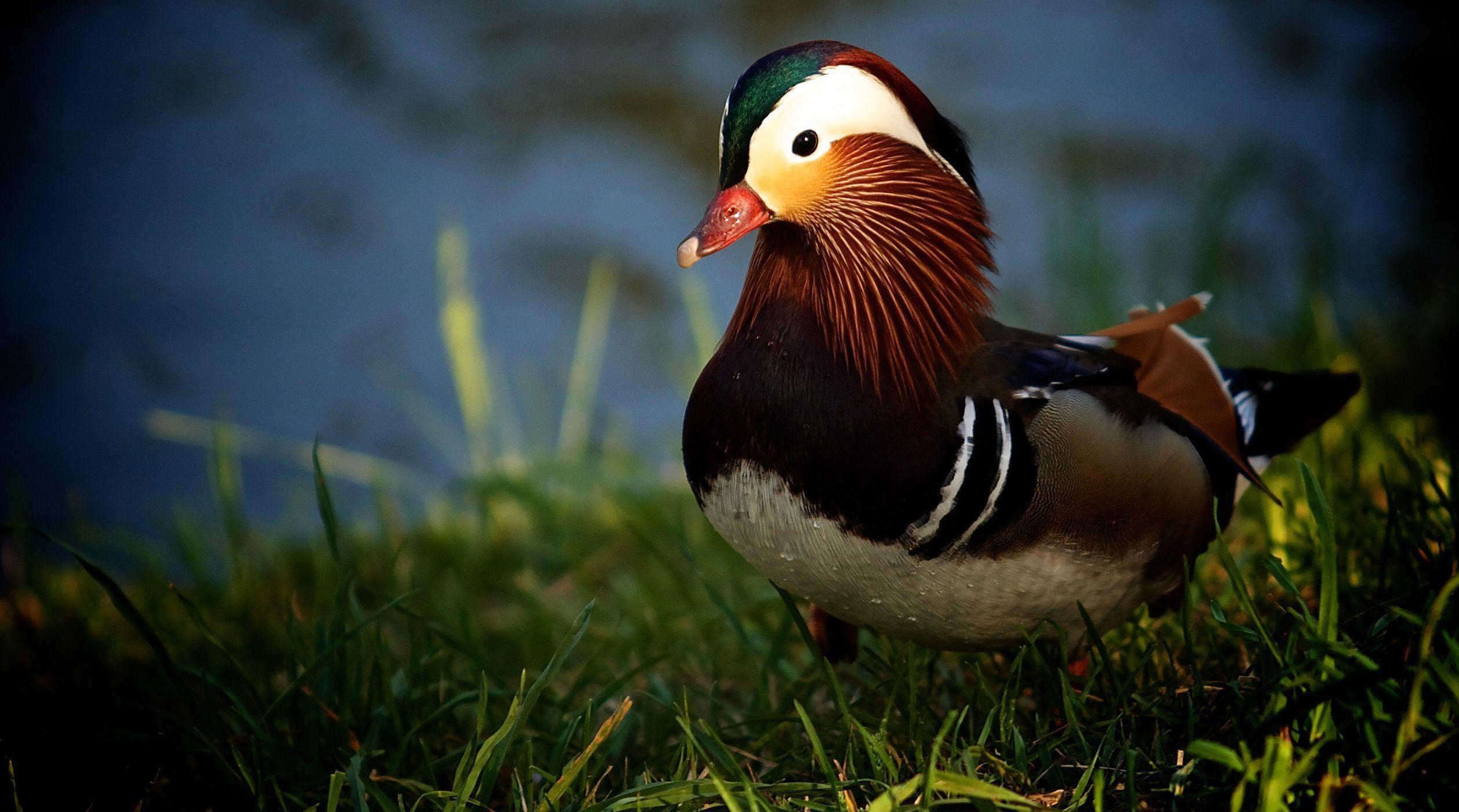 Mandarin Duck Free HD Wallpaper Image Background