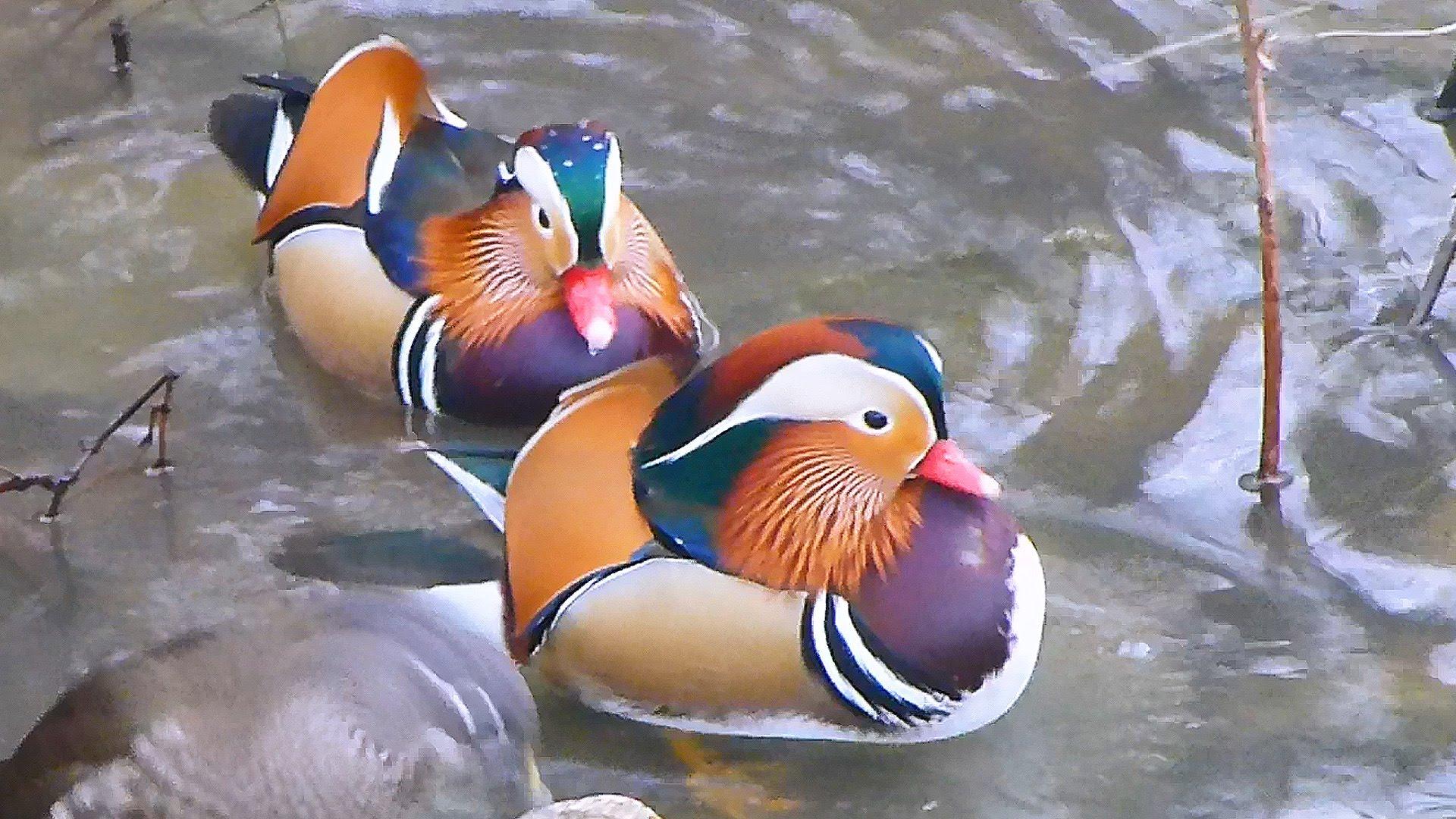 Wallpaper Blink Duck Wallpaper HD 16 X 1080