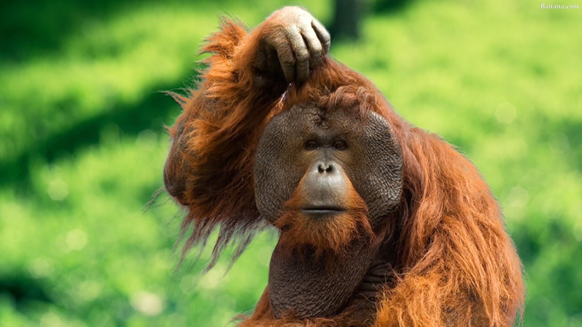 Orangutan Wallpaper HD Background, Image, Pics, Photo Free