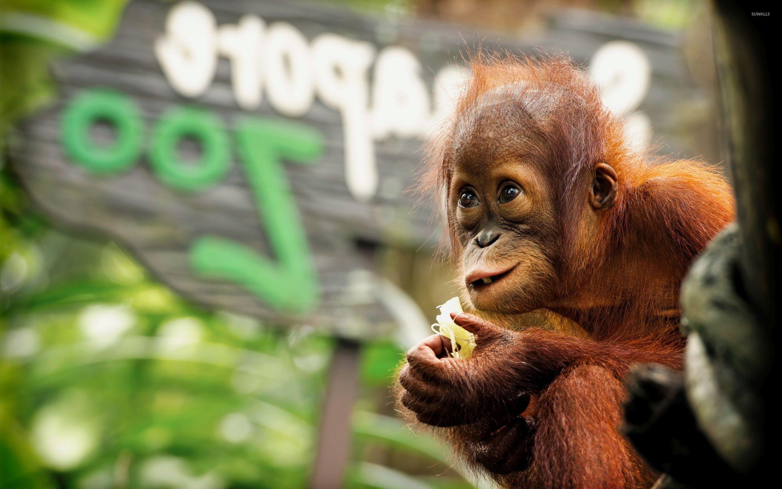 Baby Orangutan wallpaper wallpaper