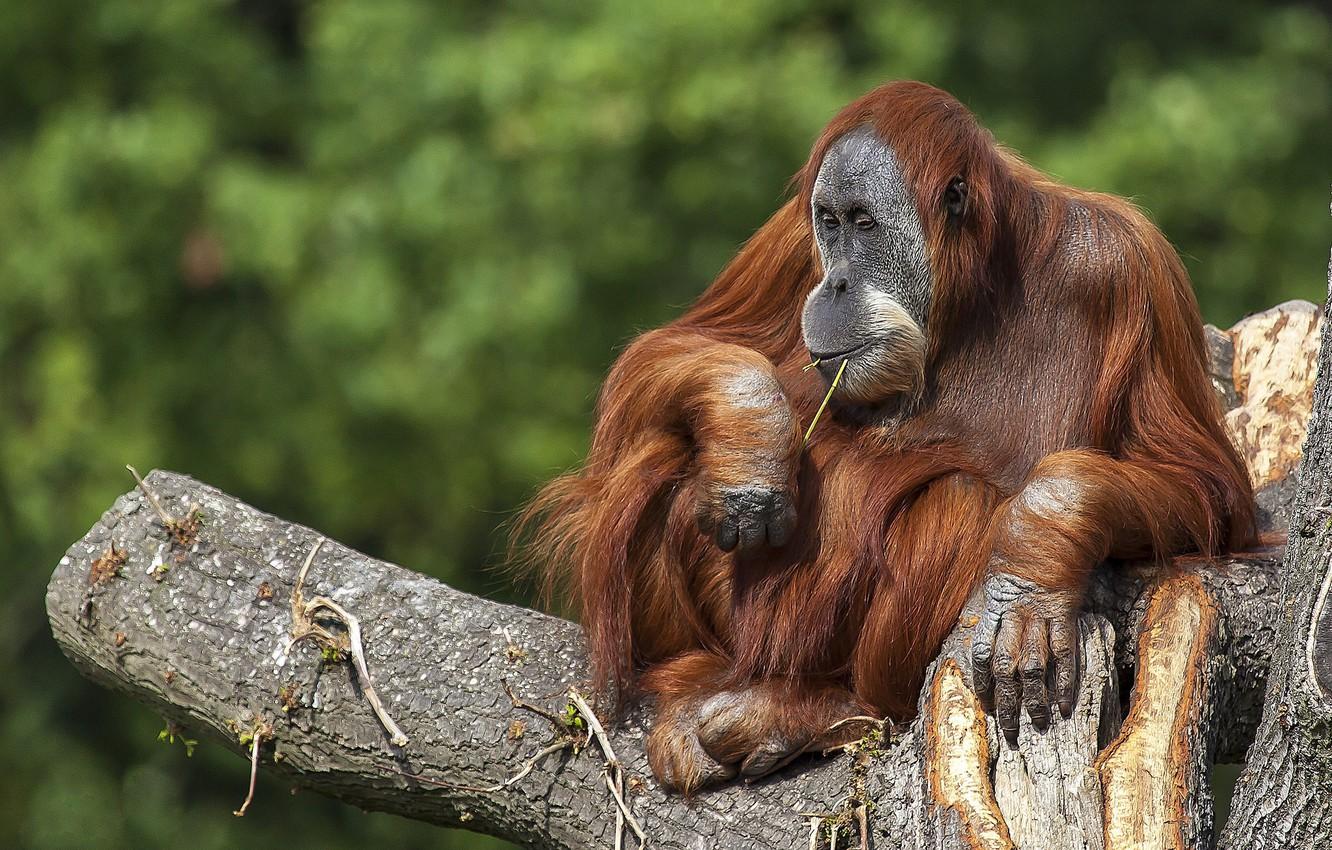 Wallpaper tree, the primacy of, orangutan image for desktop