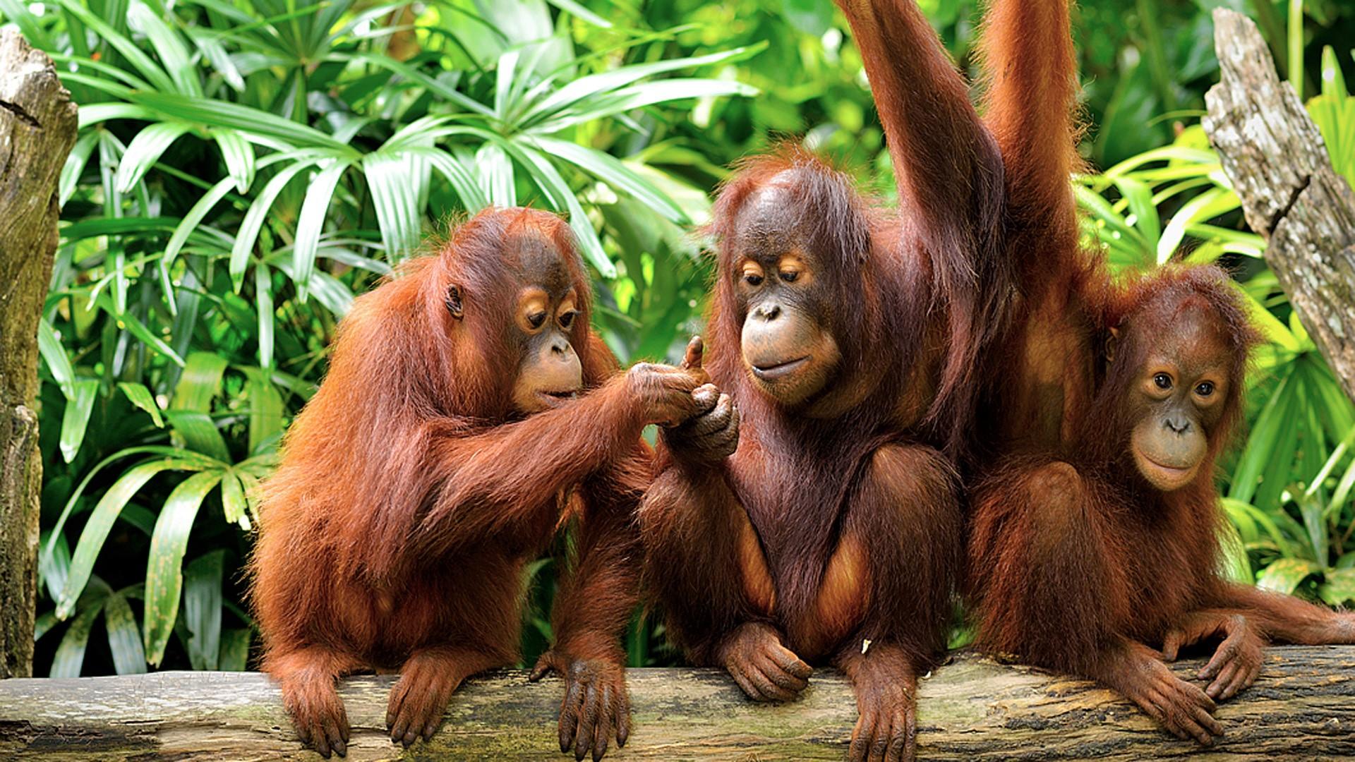 Cute Orangutans HD Wallpaper