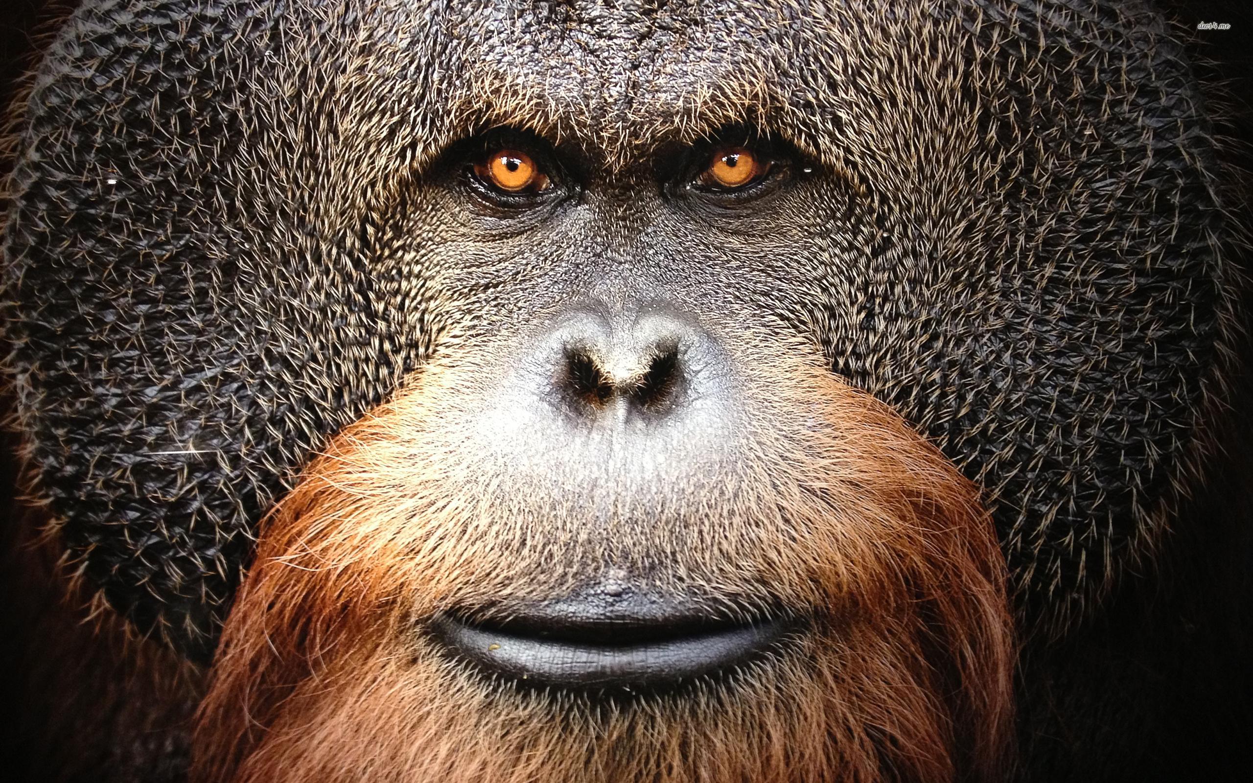 Orangutan wallpaper wallpaper