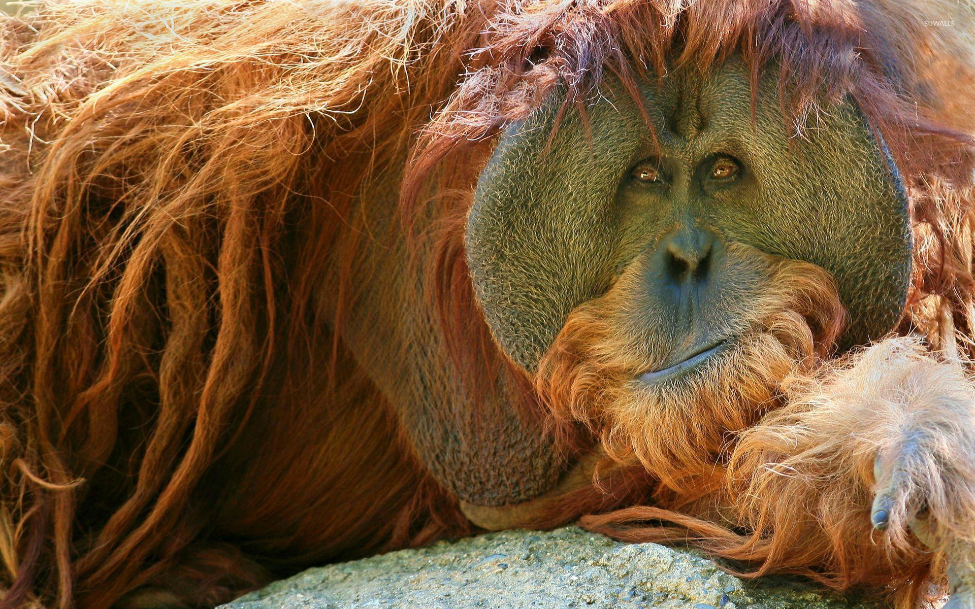 Orangutan resting on the rock wallpaper wallpaper