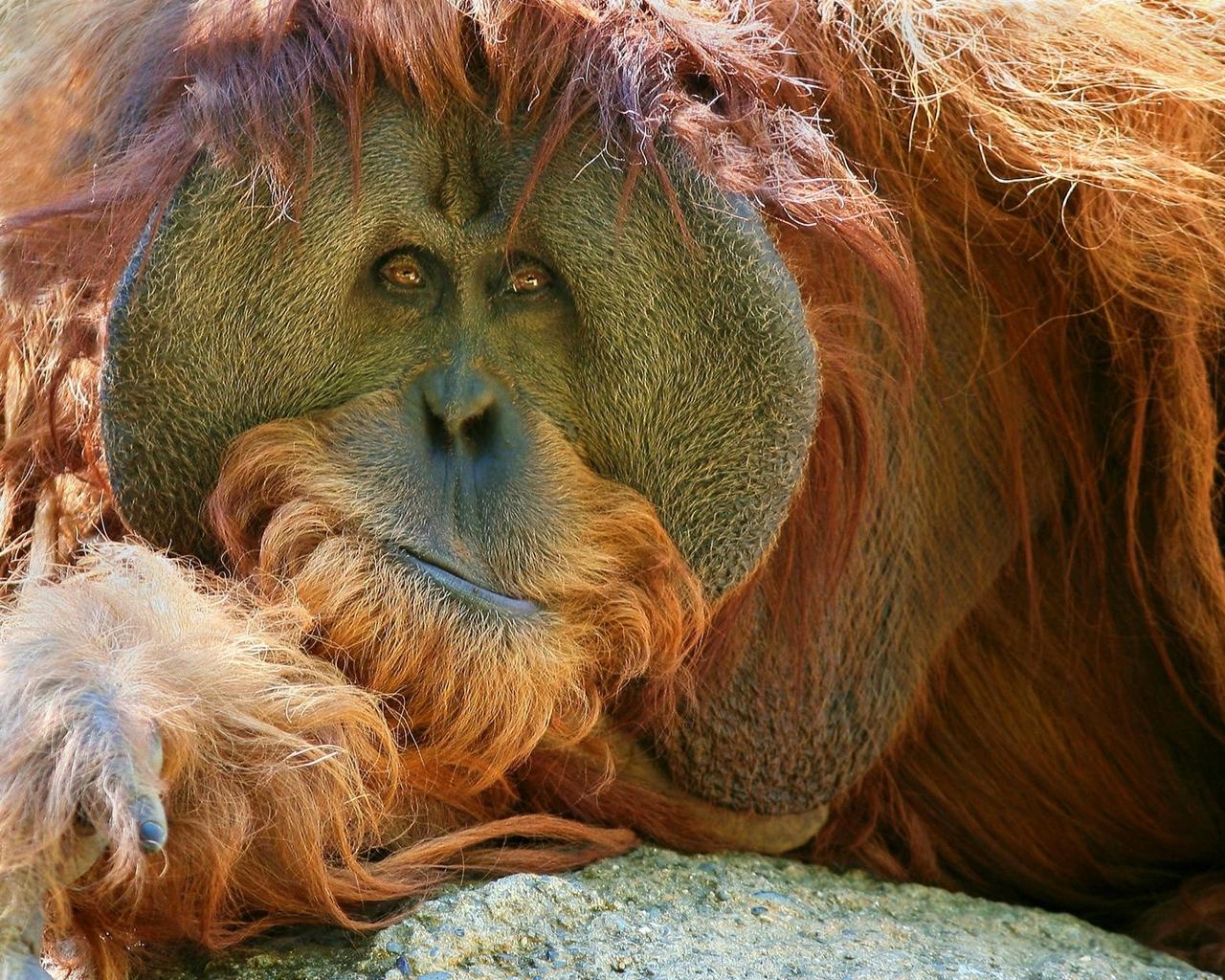Download wallpaper 1280x1024 orangutan, monkey, pensive standard 5:4