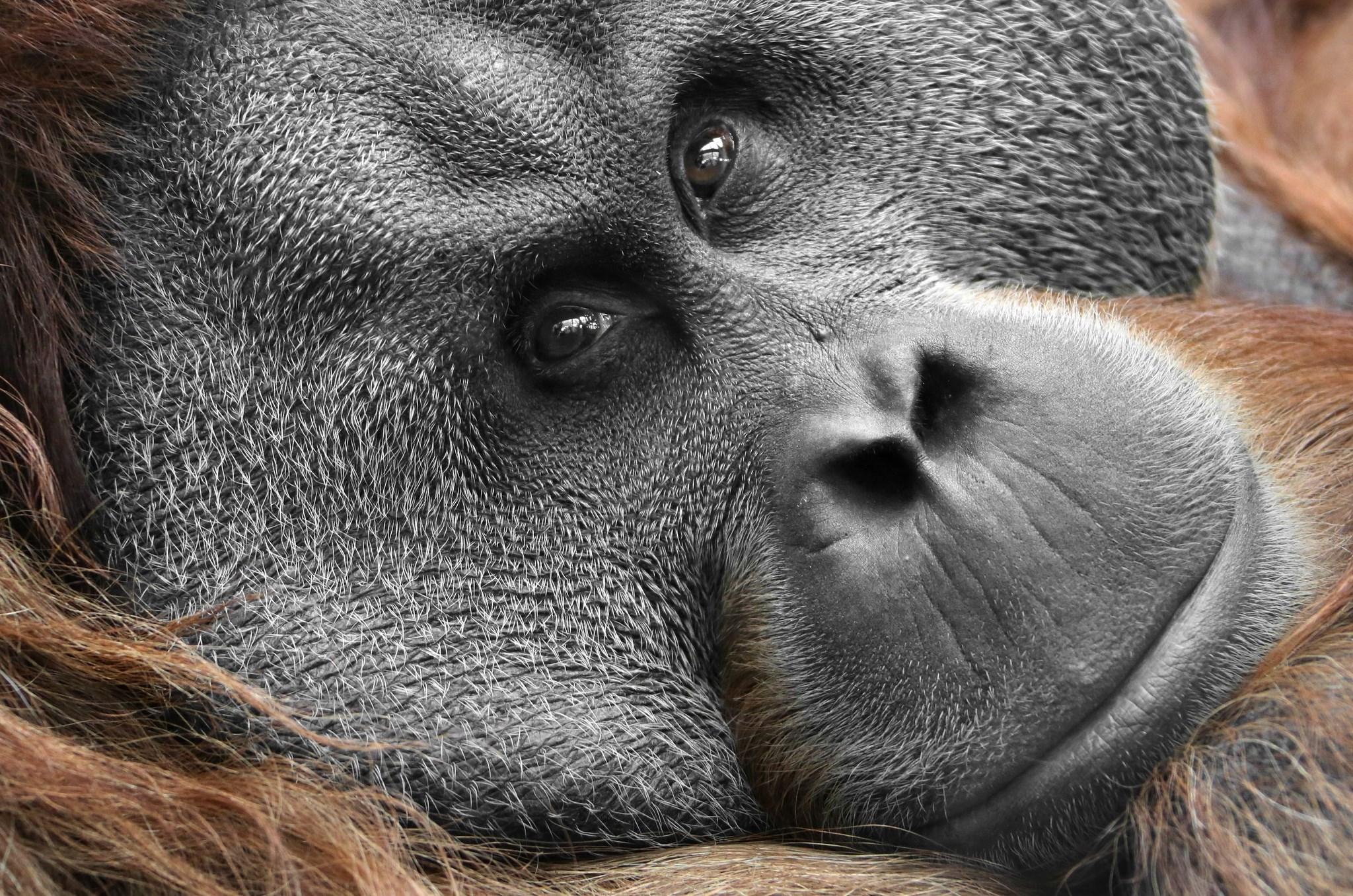 Orangutan Wallpaper Image