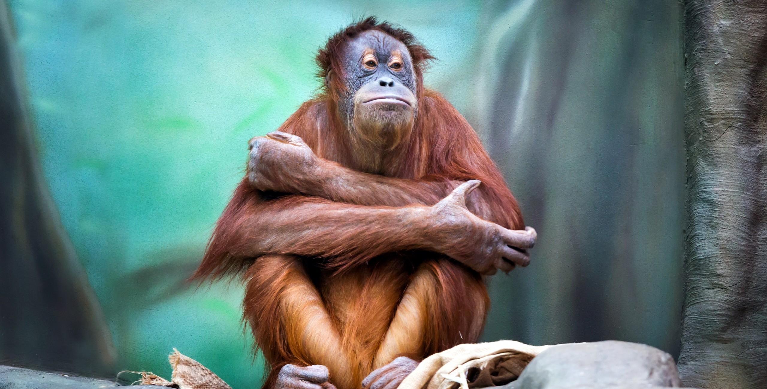 Download 2560x1300 Orangutan, Sitting, Monkey Wallpaper