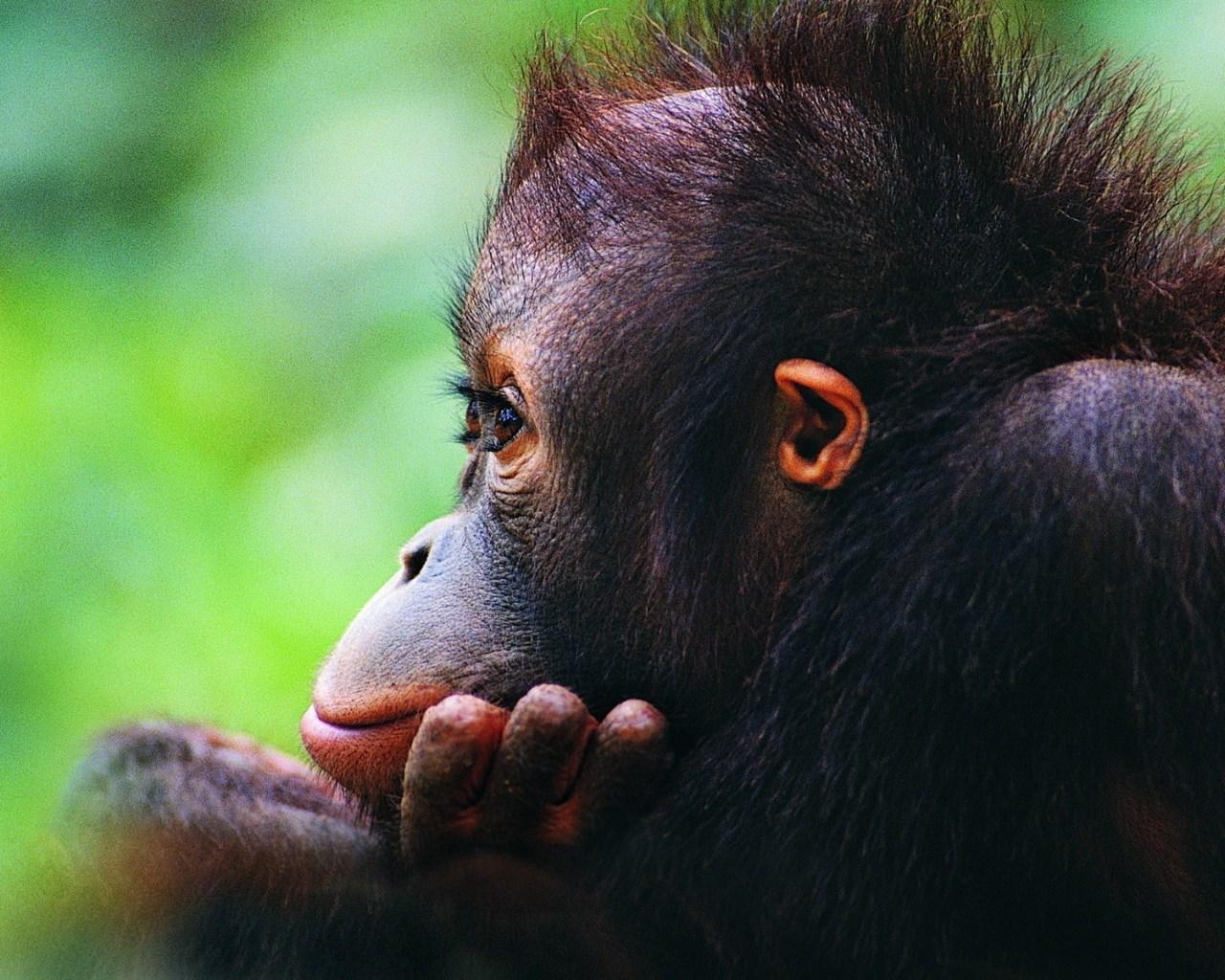 Orangutan HD desktop background wallpaper