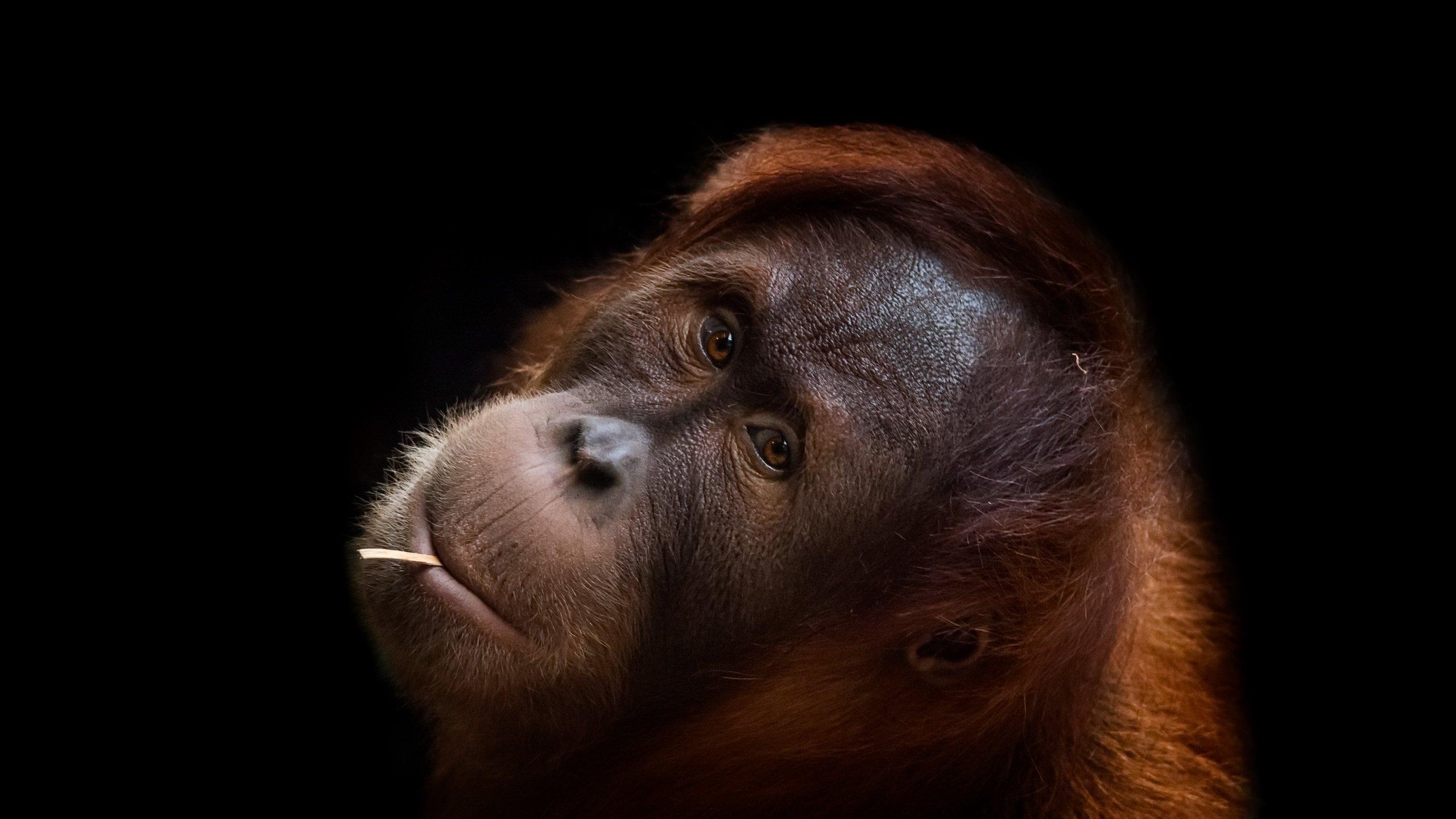 Orangutan wallpaper 2560x1440 desktop background