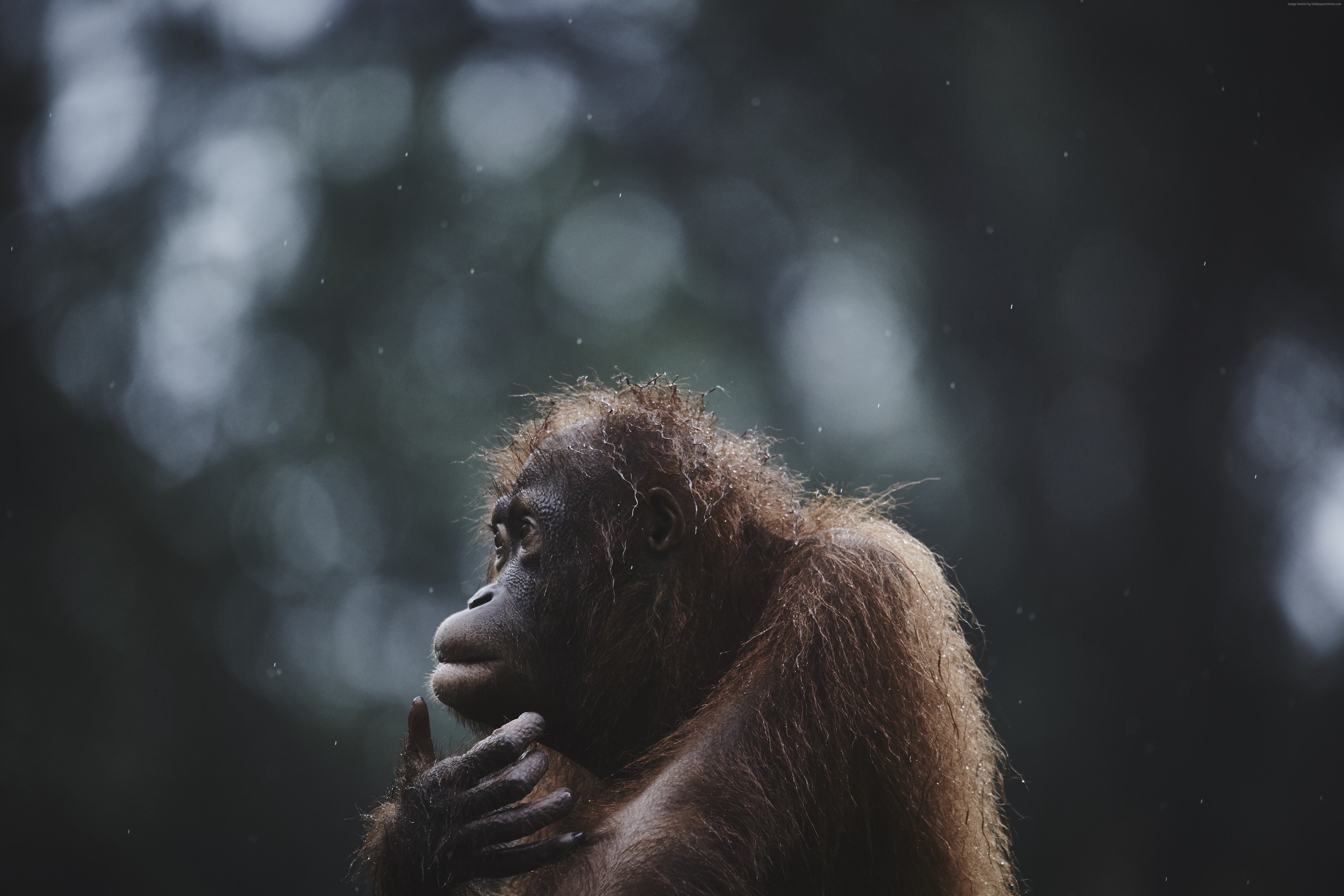 5k Wallpaper Orangutan Borneo Malaysia Wildlife National Geographic