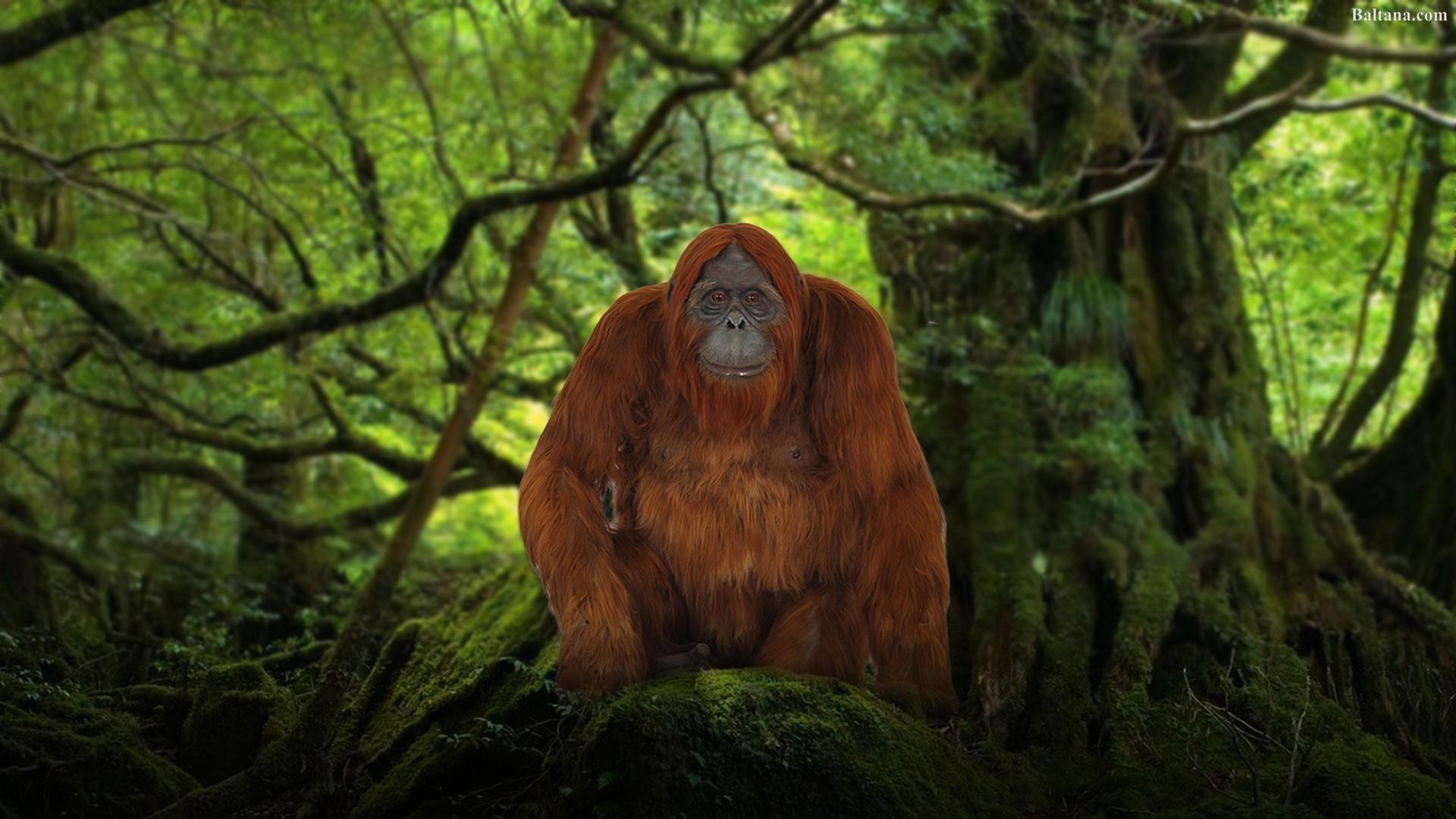 Orangutan High Definition Wallpaper 31616