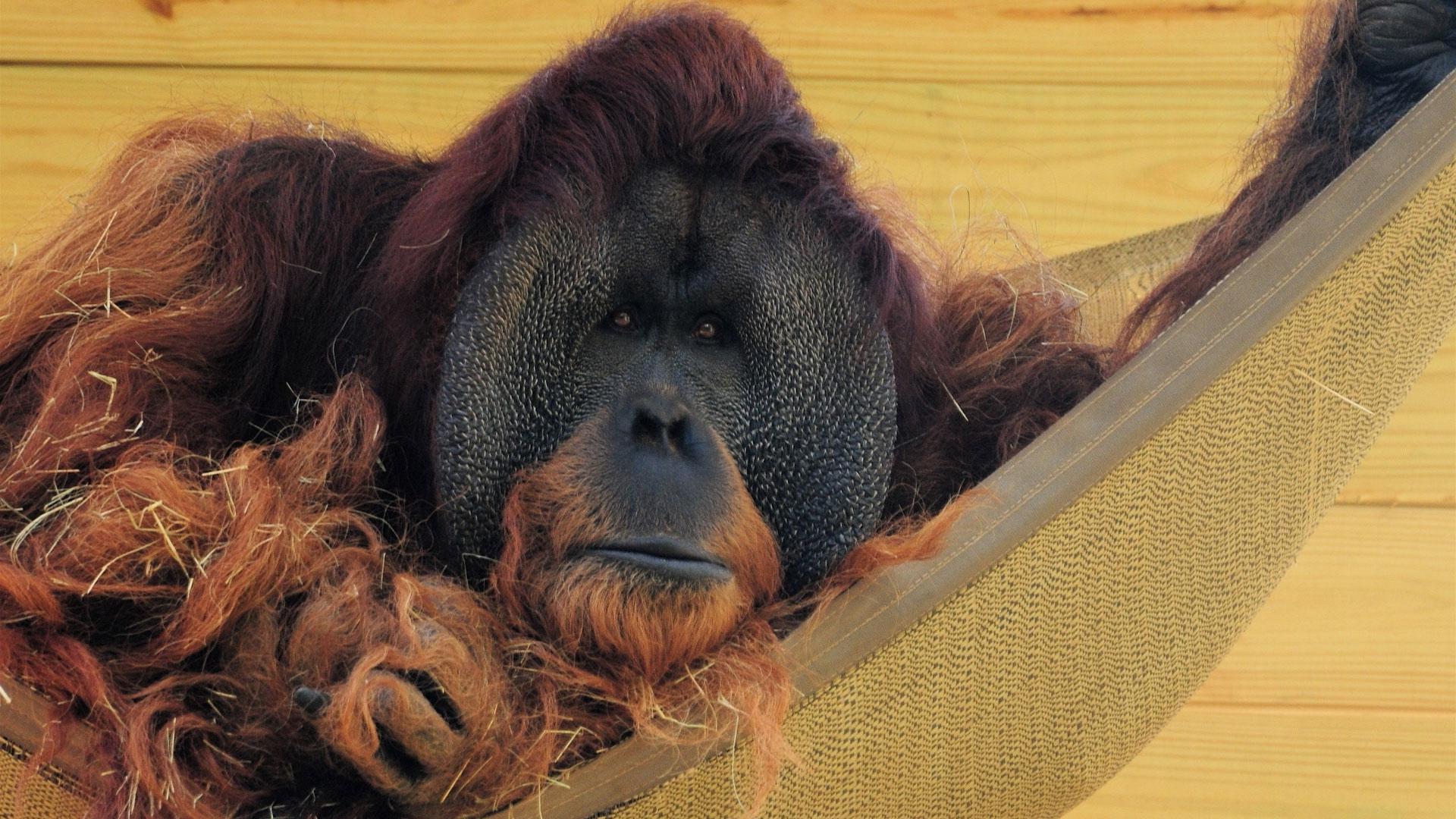 Hammock Wall Wool Orangutan Straw , Image, HD
