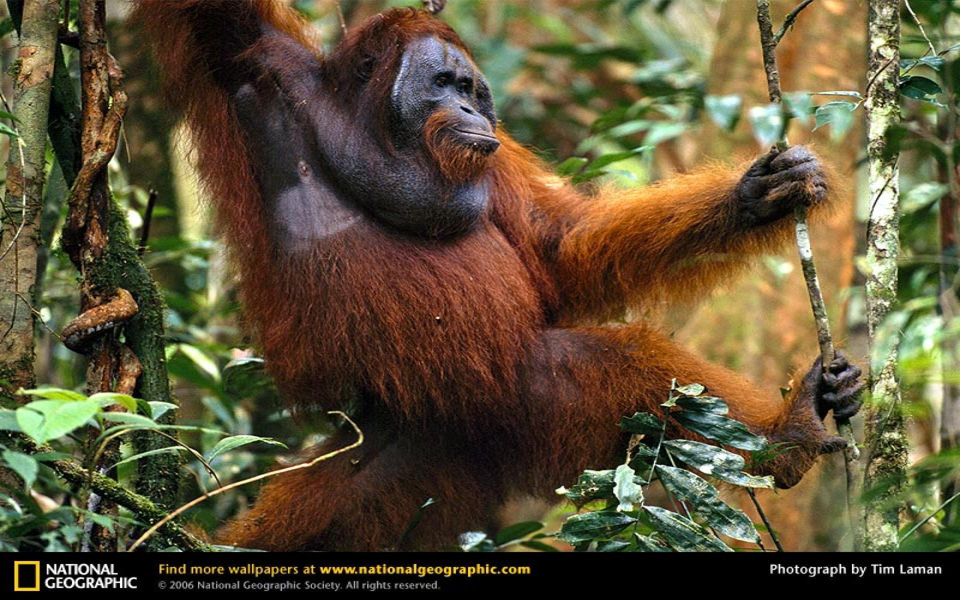 Orangutan Wallpaper Full HD SS1U5