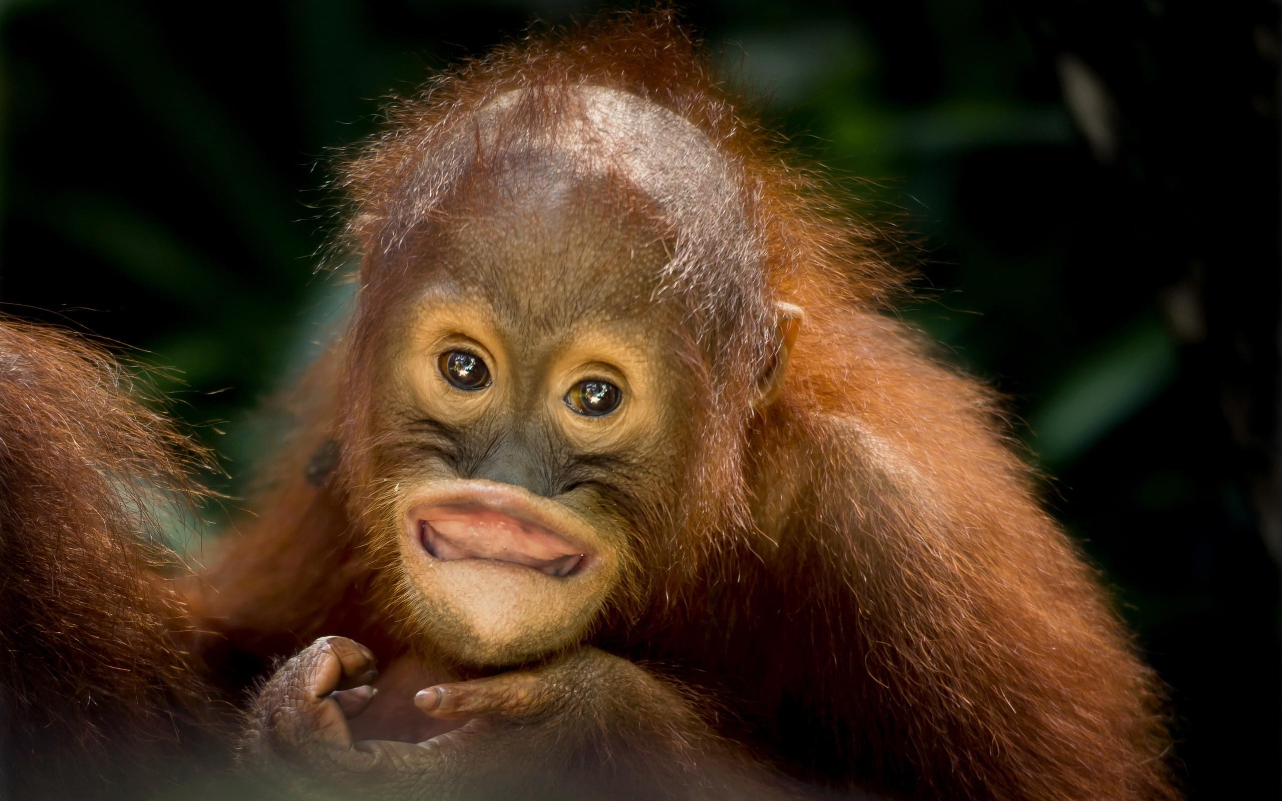 Baby Orangutan Wallpaper