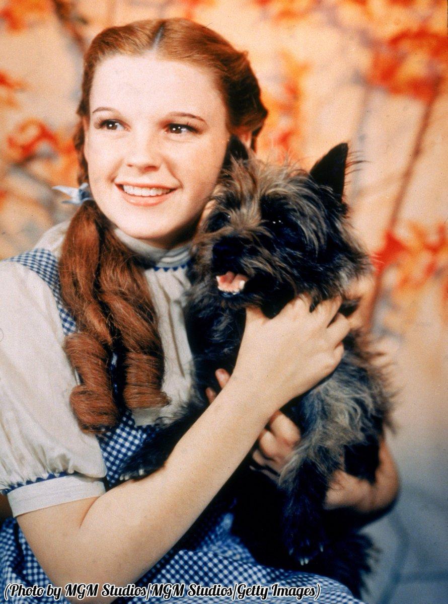 A 16 Year Old Judy Garland As Dorothy Gale, Holding Toto, 1939