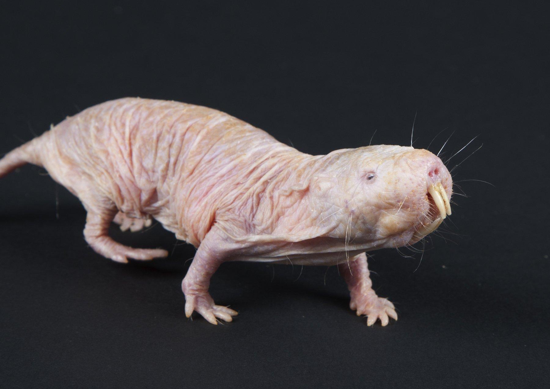 Naked Mole Rat Wallpaper and Background Imagex1273