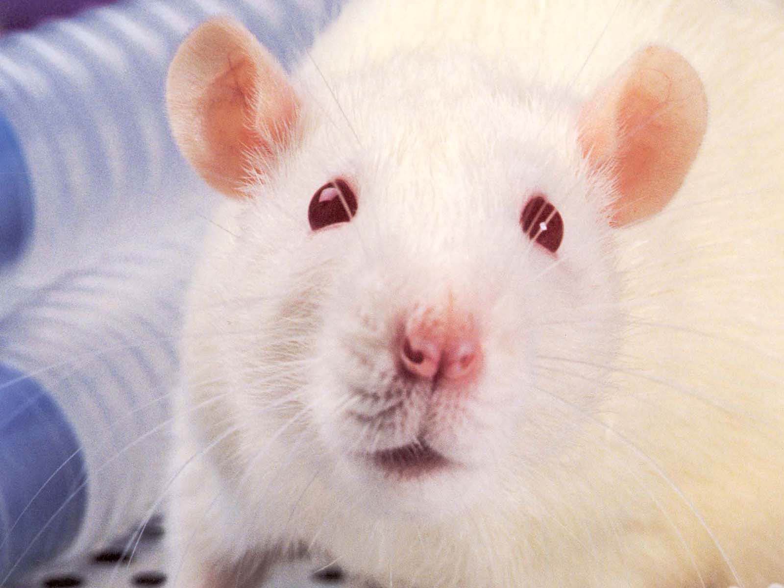 Rat Wallpaper and Background