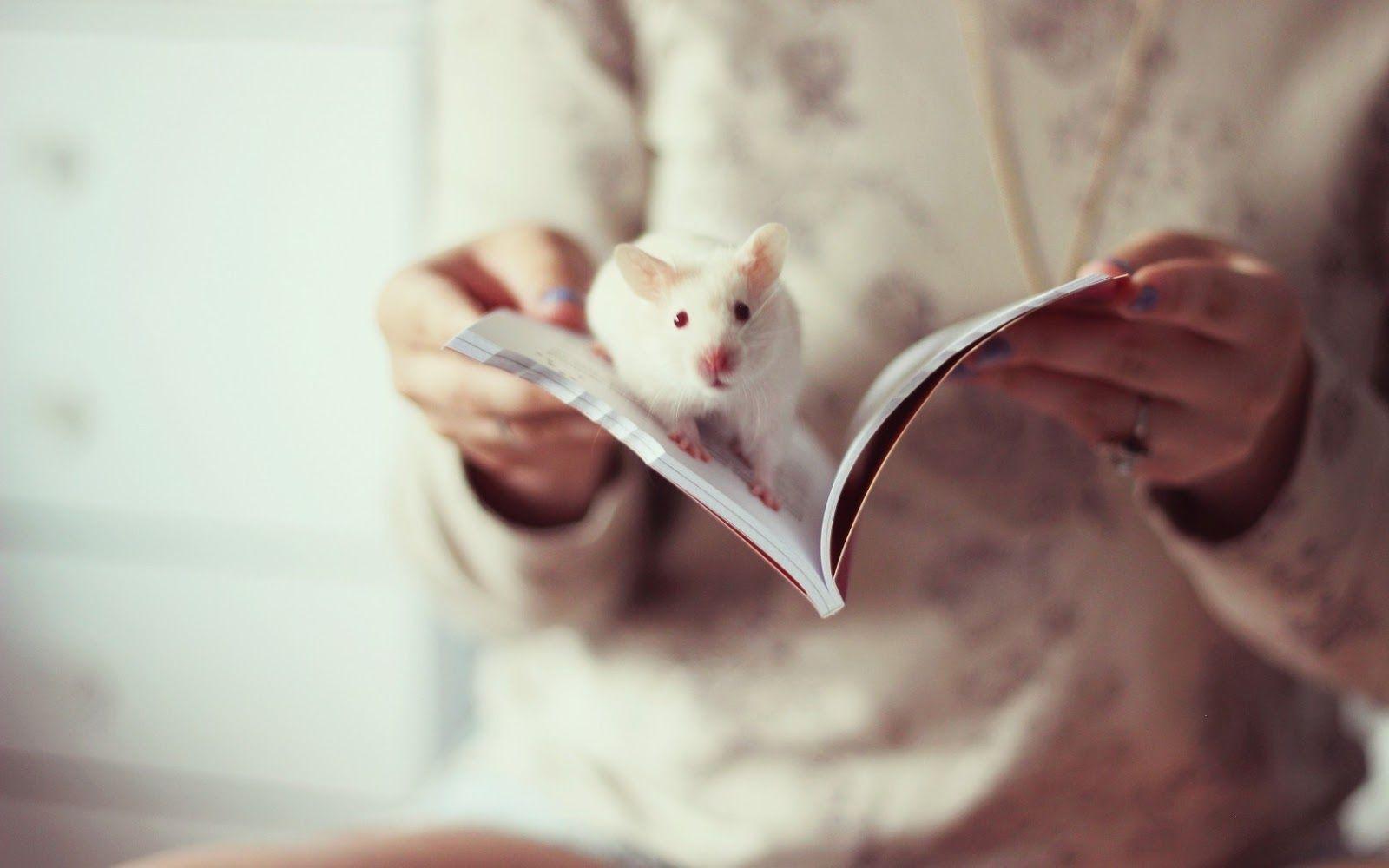 White Rat Wallpaper, Image, Photo, Picture & Pics #white #rat