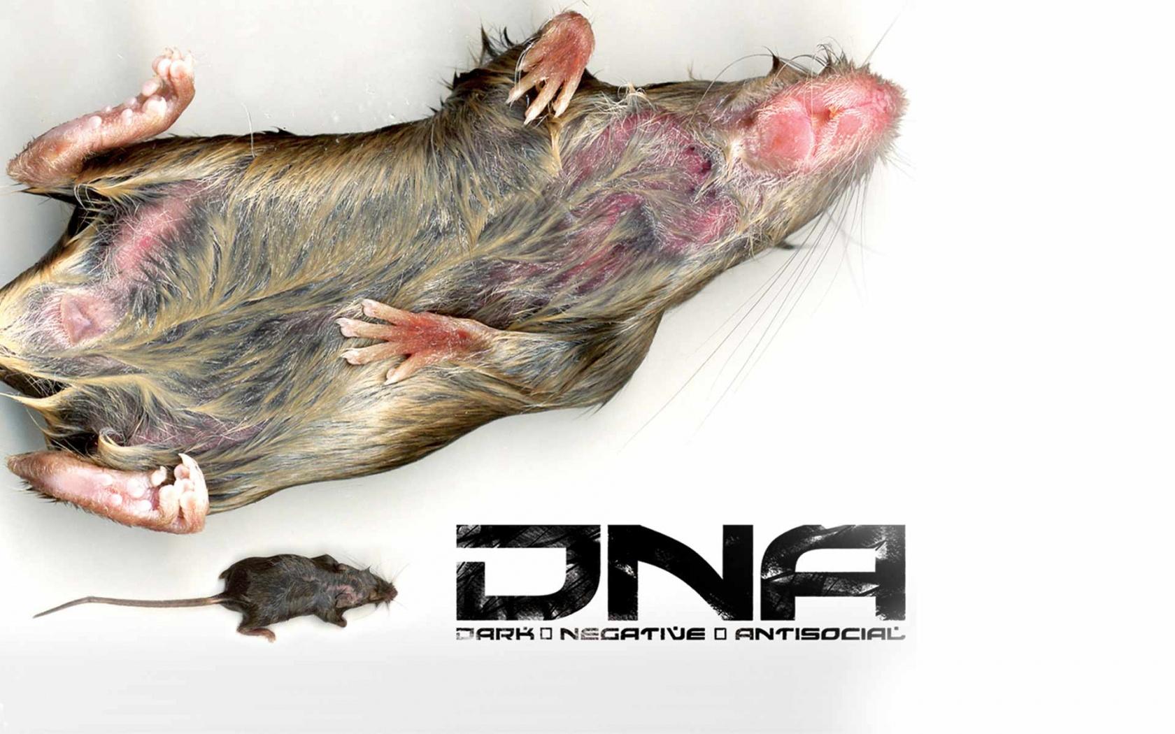 DNA rat wallpaper, music and dance wallpaper