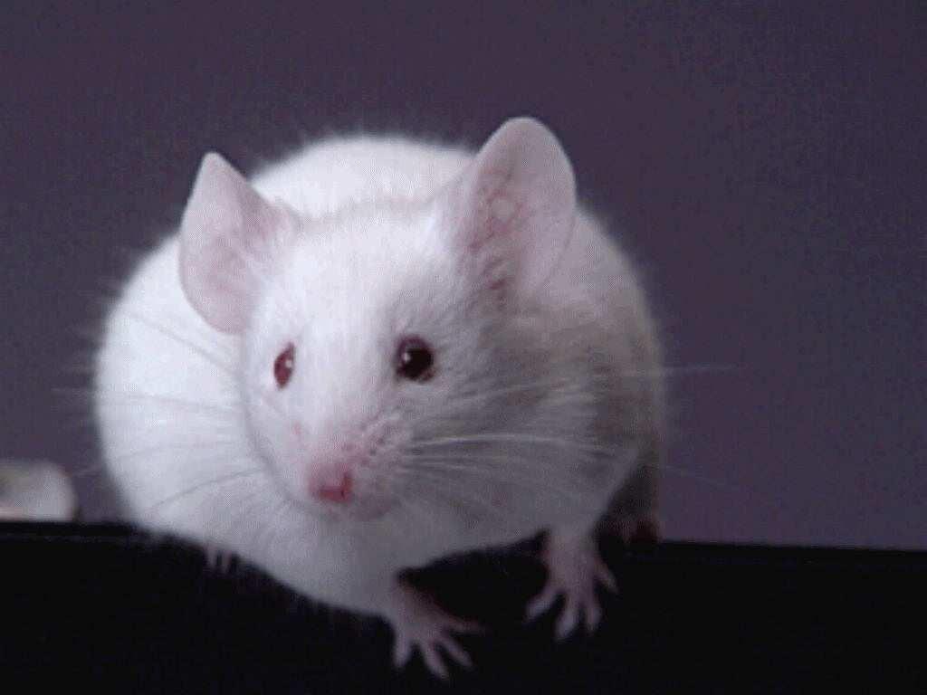 White Rat wallpaper Animals
