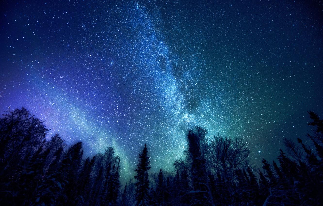 Wallpaper forest, space, stars, trees, The Milky Way, mystery image