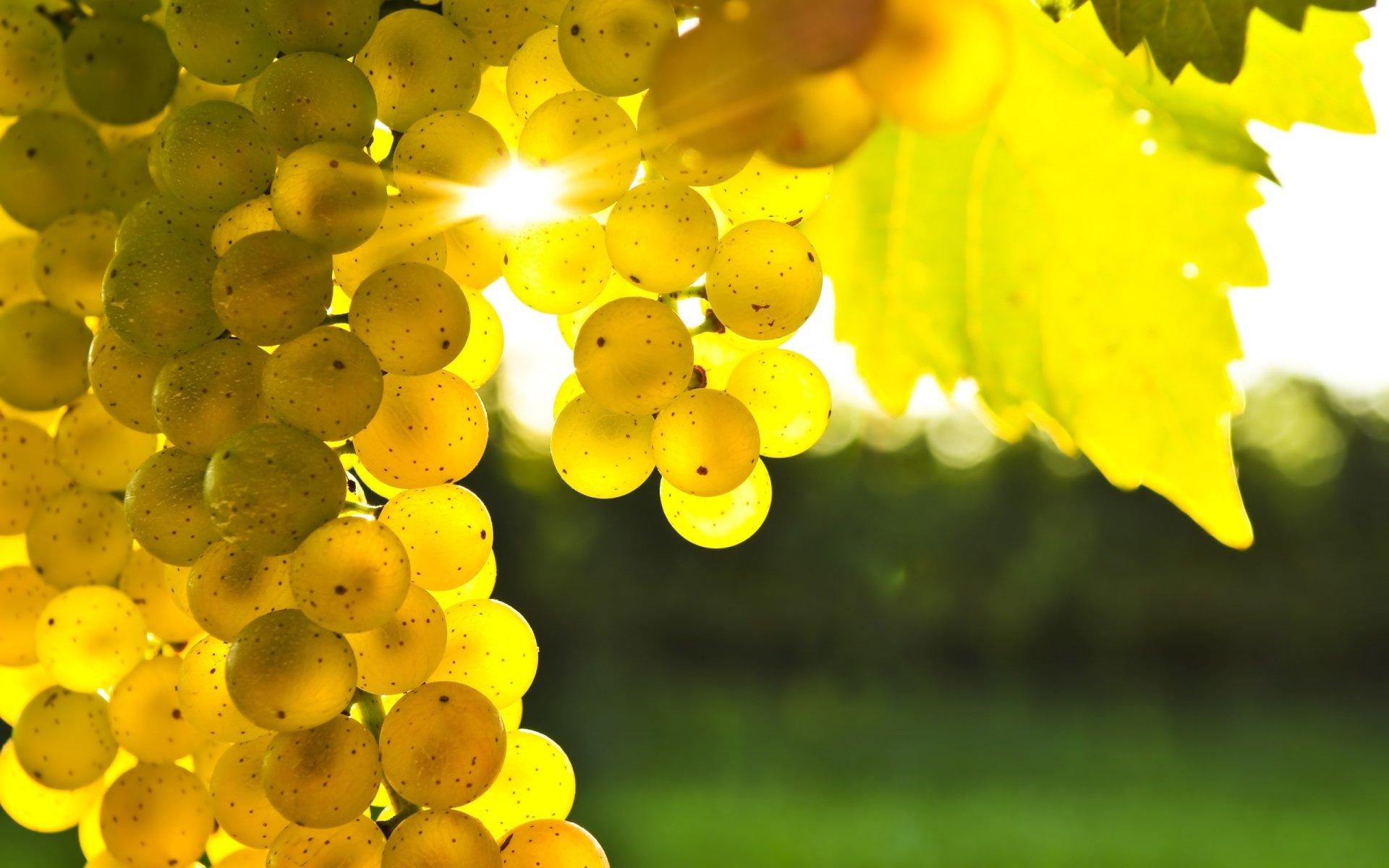 Grapes HD Wallpaper and Background Image