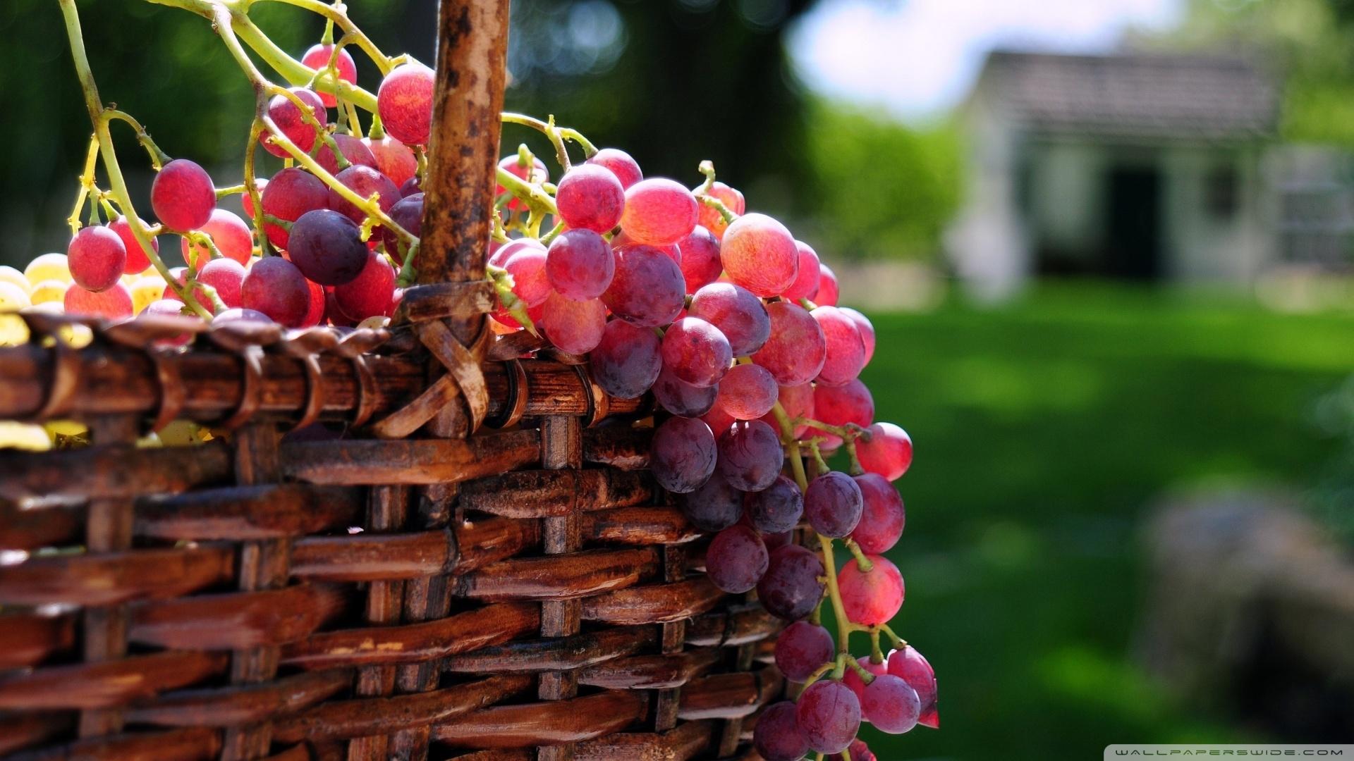 Grape Basket ❤ 4K HD Desktop Wallpaper for 4K Ultra HD TV • Tablet