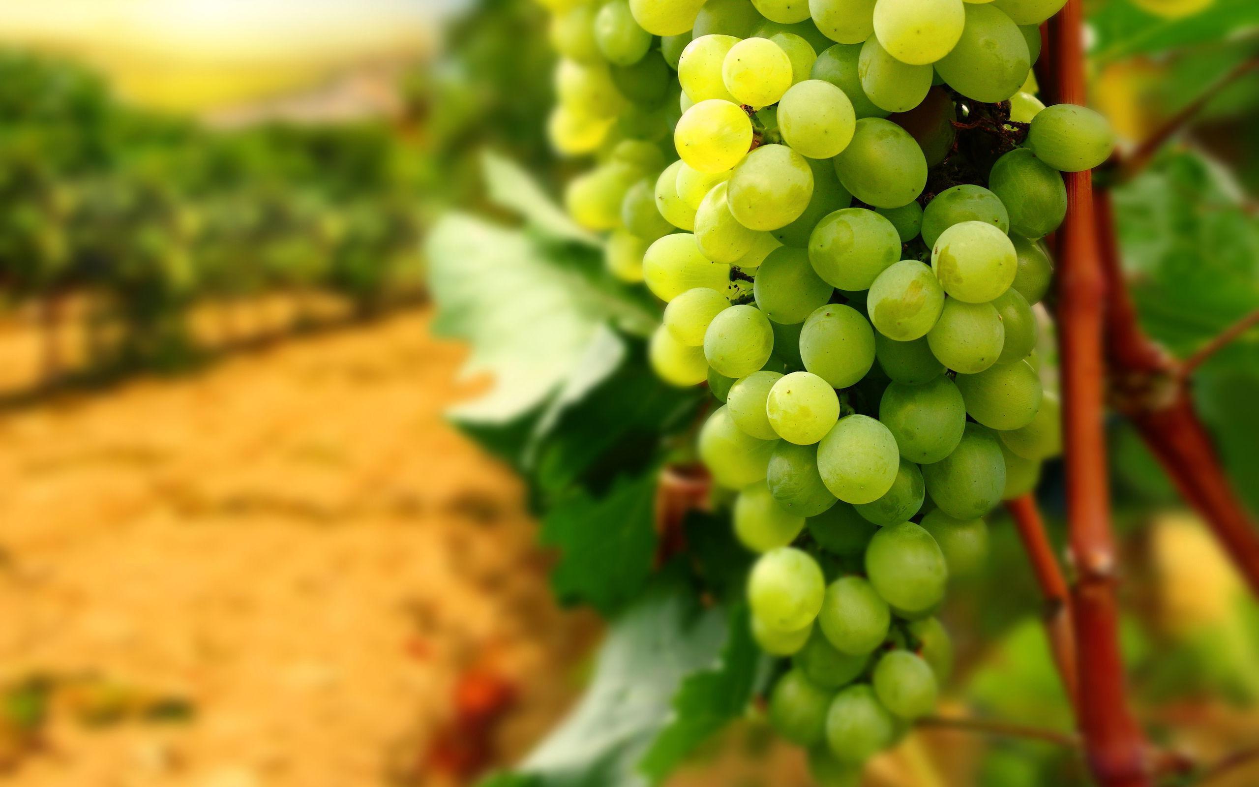 Grapes HD Wallpaper