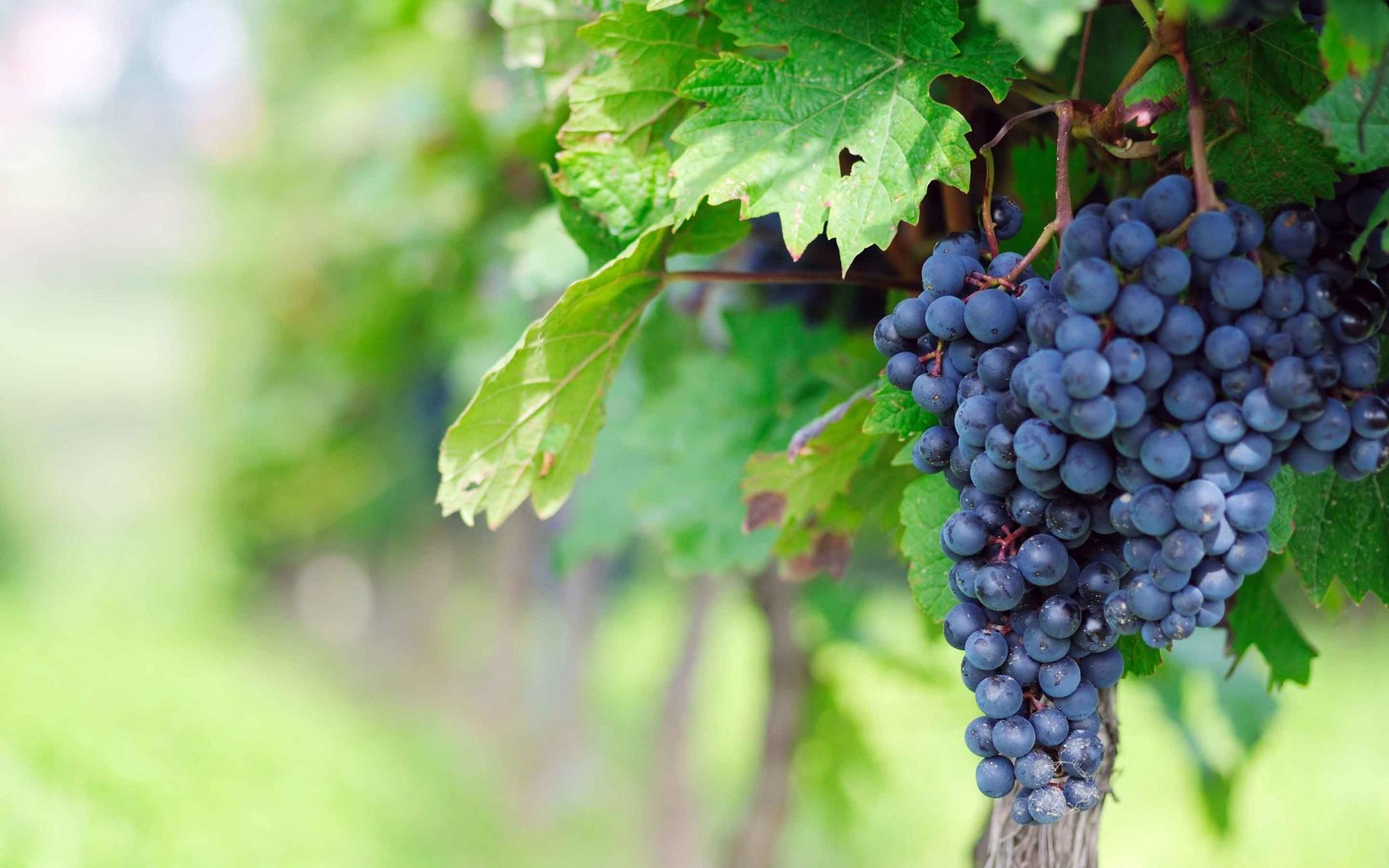 Download 2160x1350 Grape, Fruits, Leaves, Vineyard Wallpaper