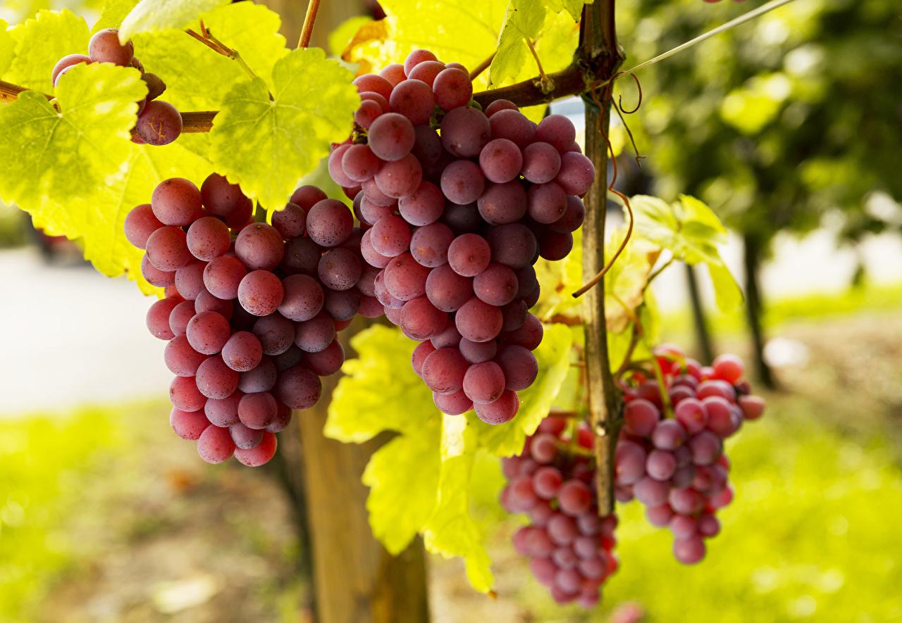 Wallpaper Grapes Food Closeup